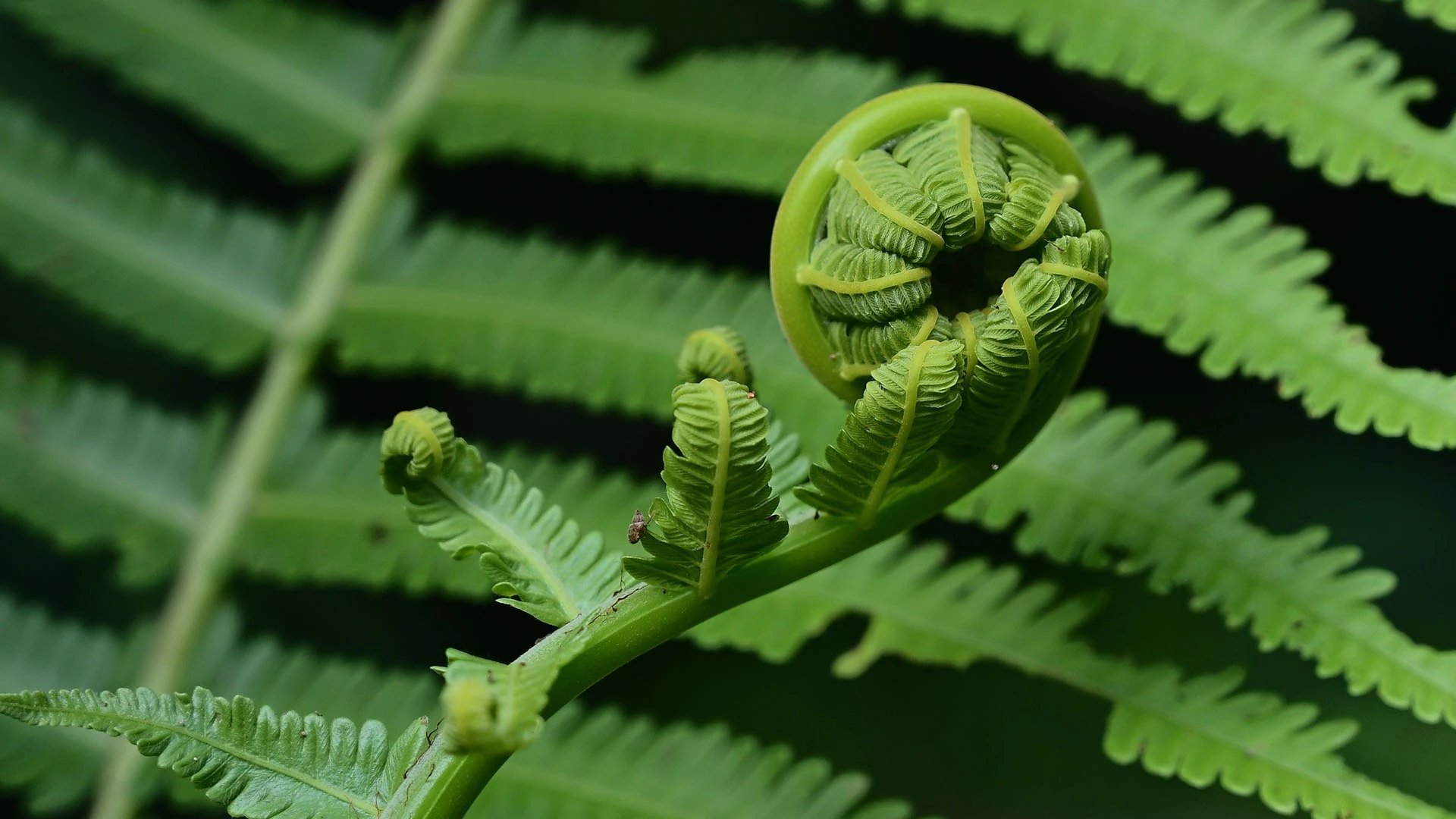 6D5N - Five day jungle trekking tour in Sumatra
