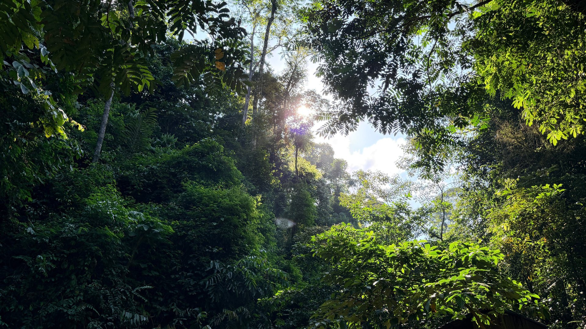 Bukit Lawang Trekking