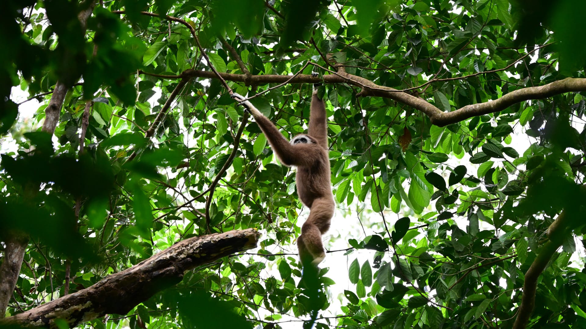 3 day jungle trek in bukit lawang