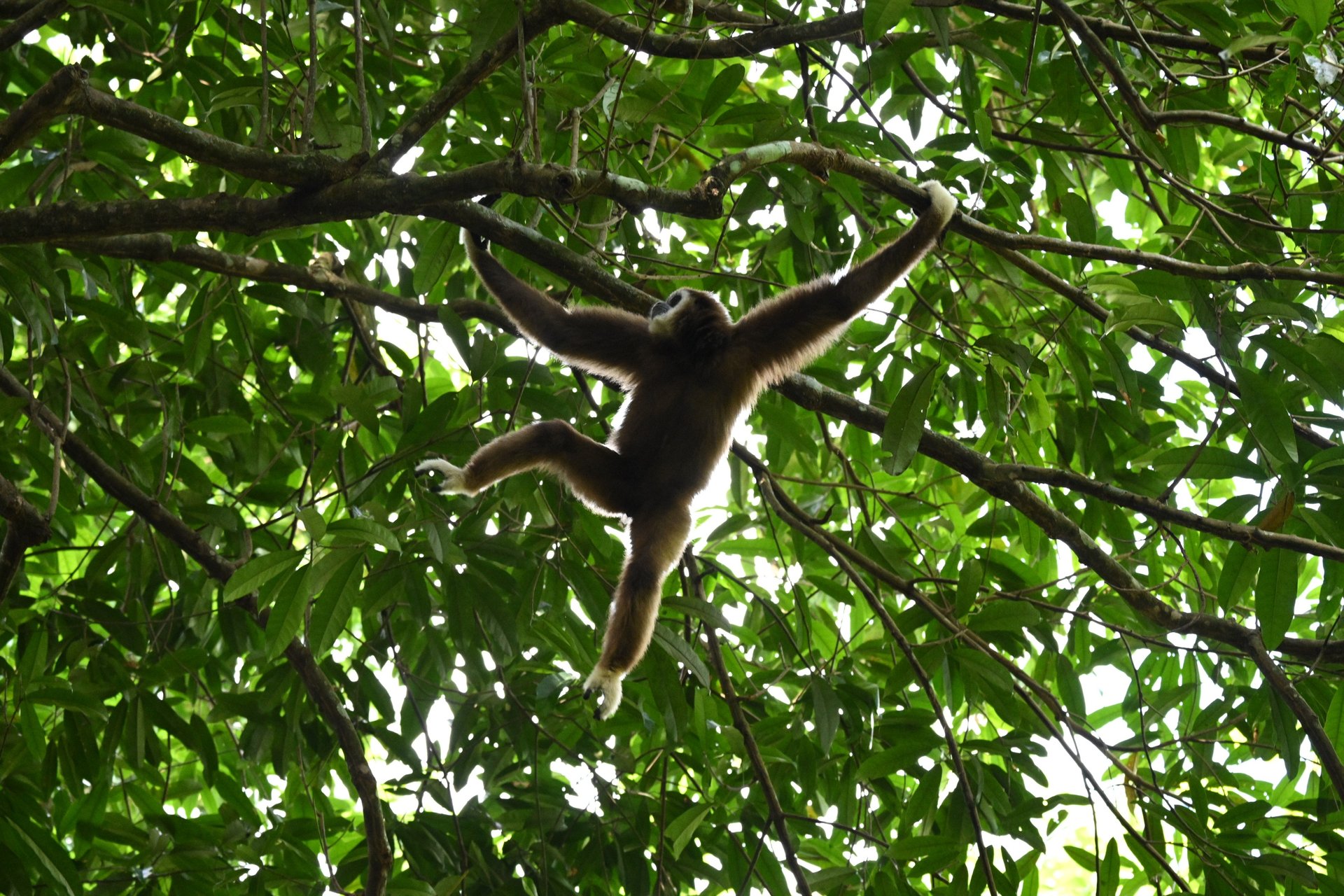 Bukit Lawang Trekking