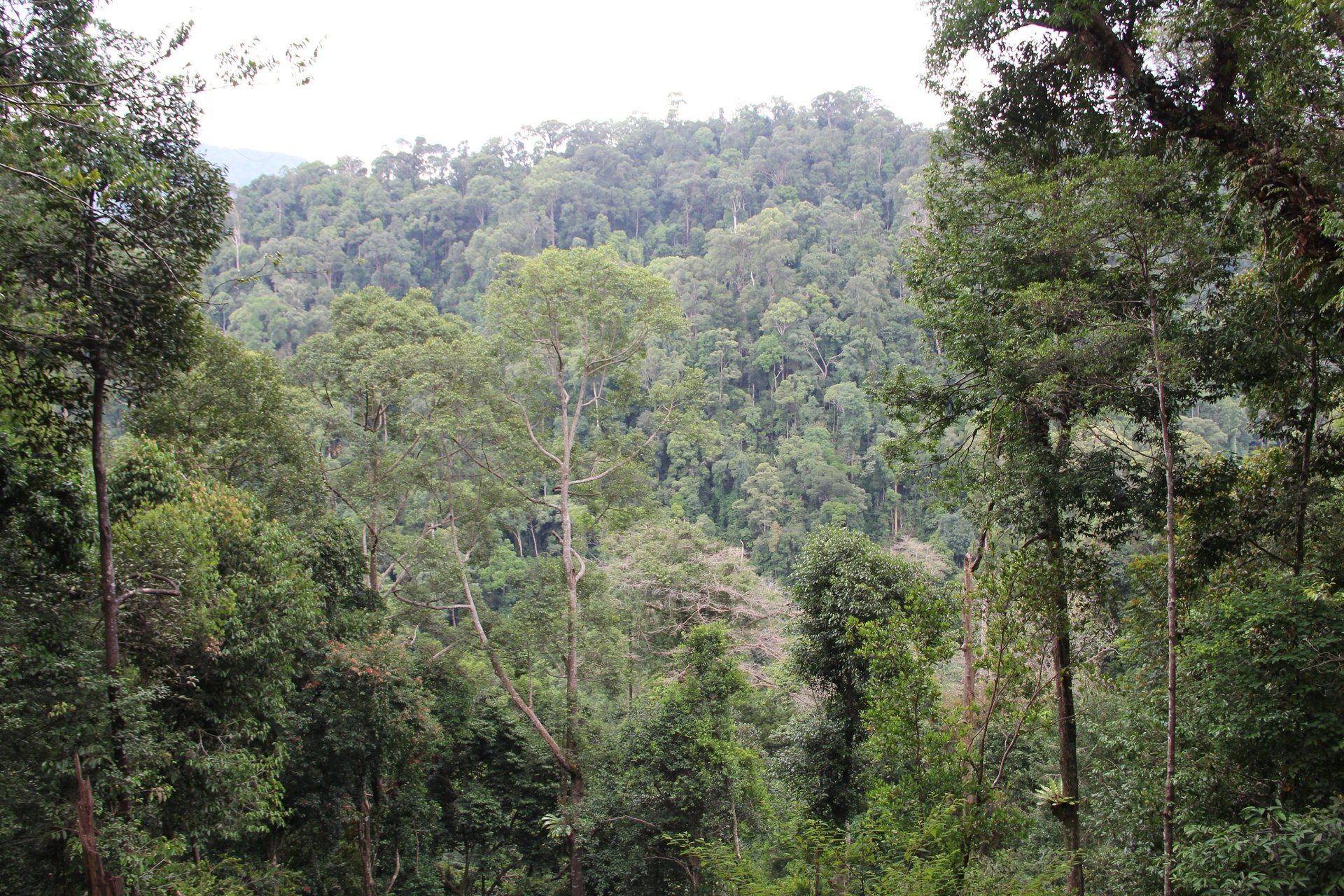 Bukit Lawang vs Ketambe