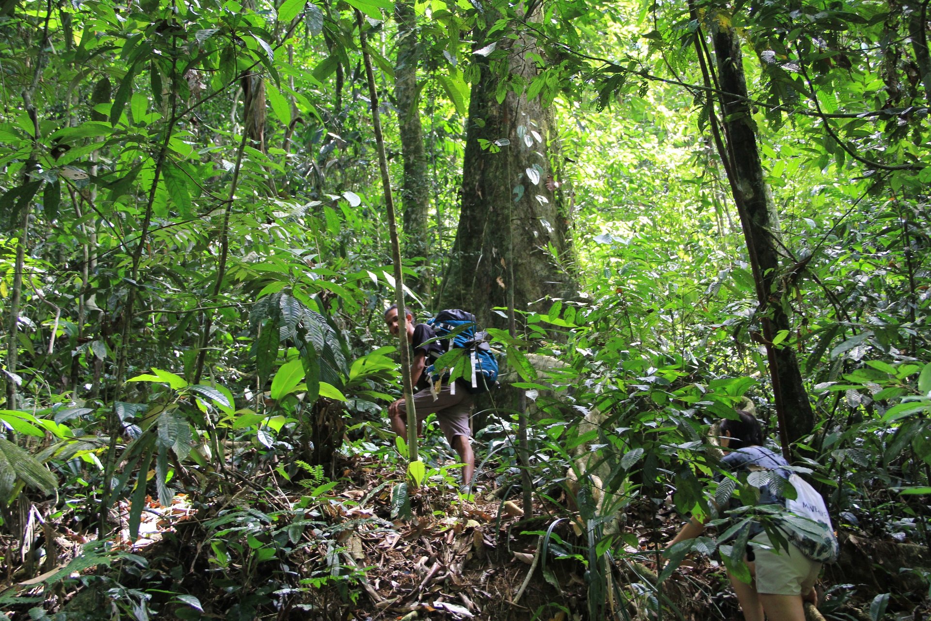 How difficult is a jungle trek in Bukit Lawang
