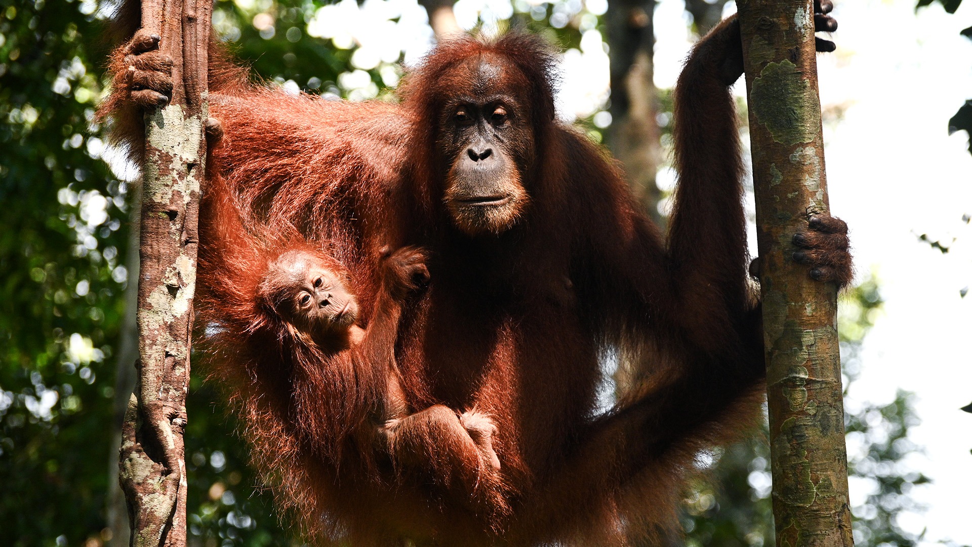 Sumatran Orangutan