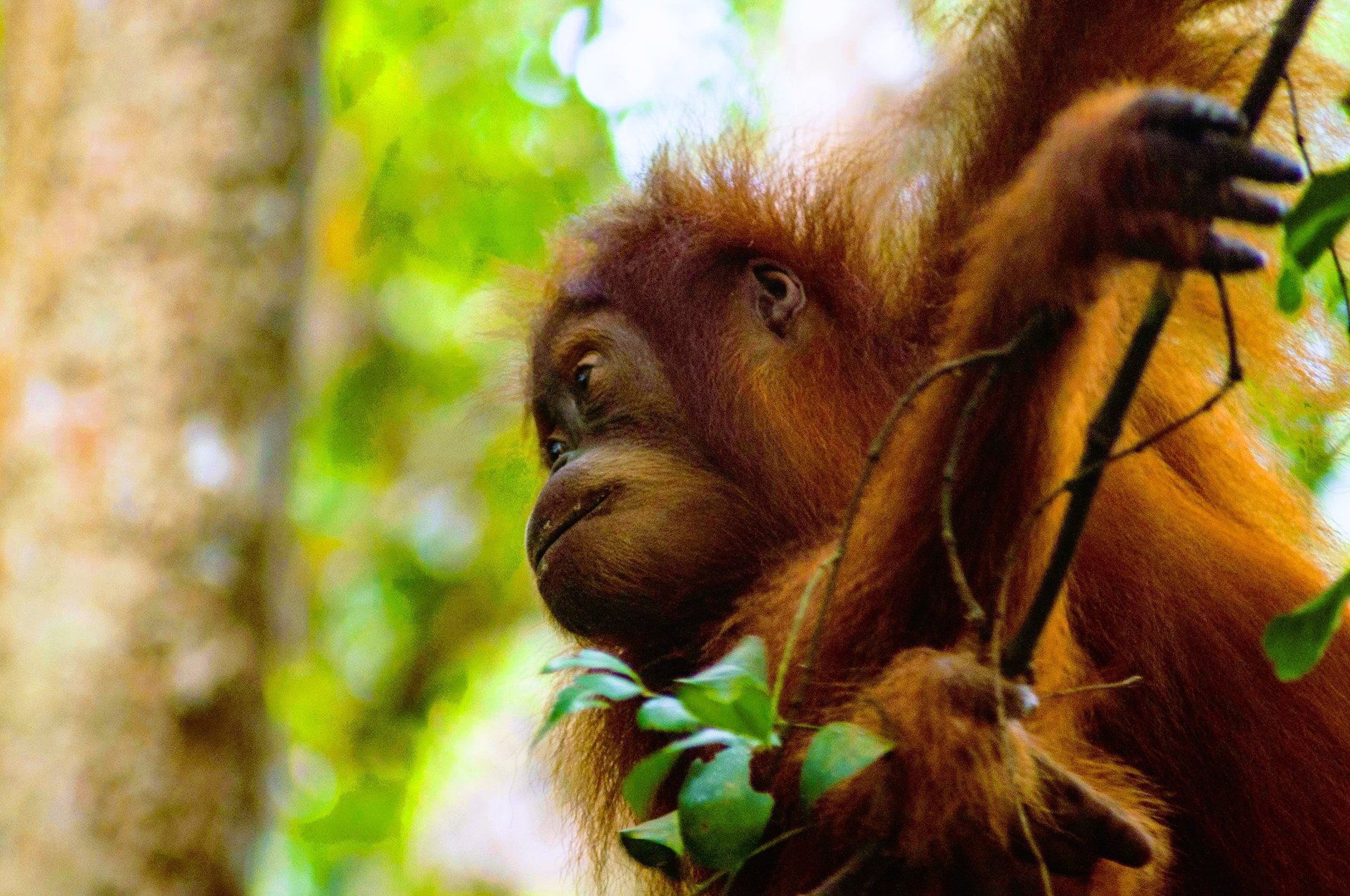 Menjelajahi Bukit Lawang di Taman Nasional Gunung Leuser
