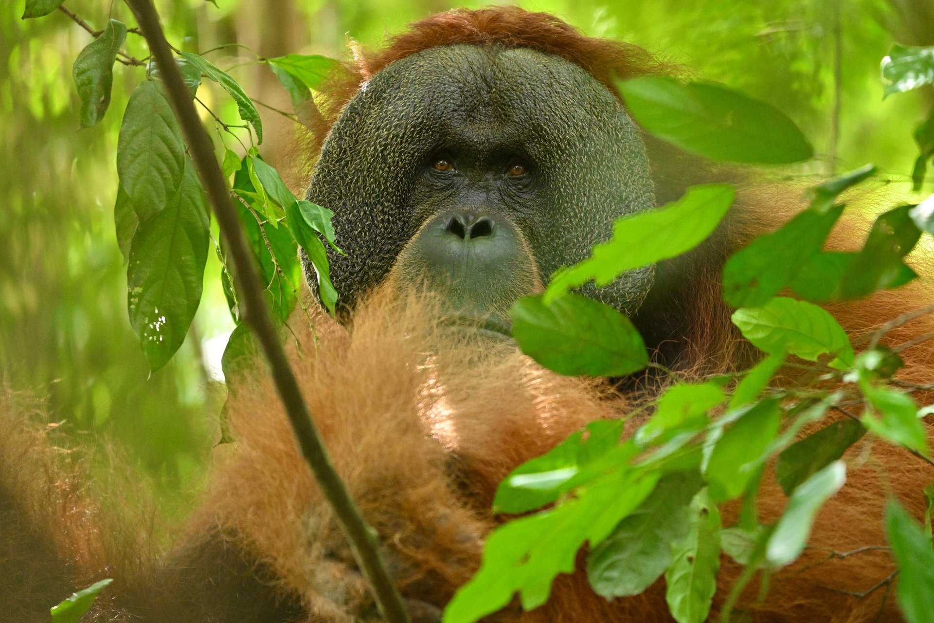 Sumatran Orangutan