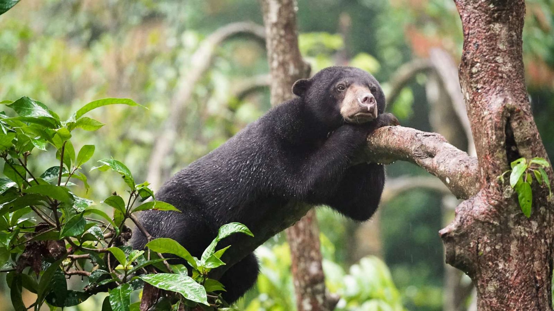 Bukit Lawang Tour Package with 4 day jungle trek through Gunung Leuser National Park.