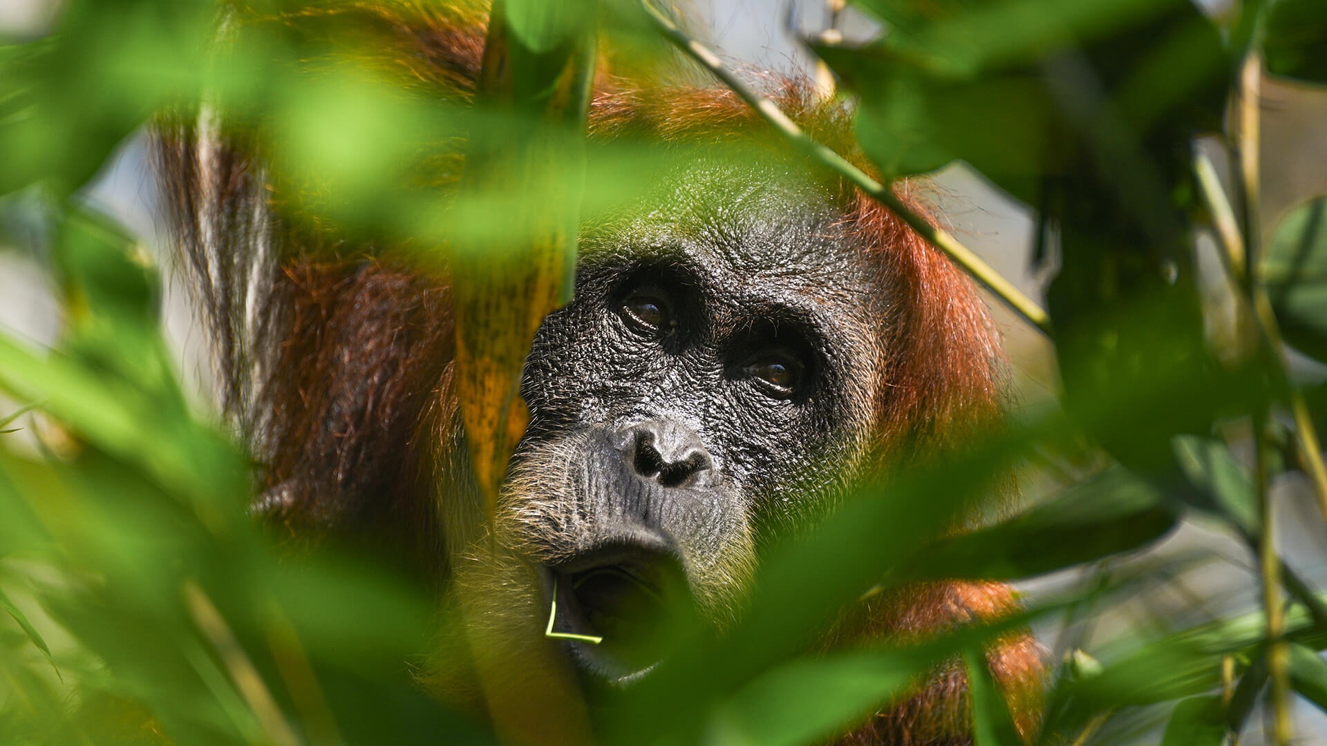 Gunung Leuser National Park