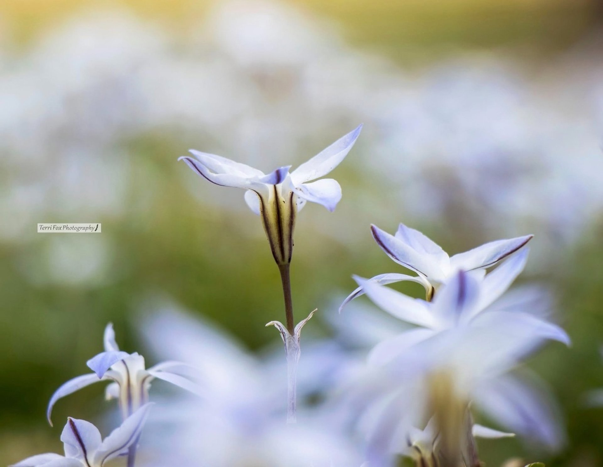 gray computer monitor