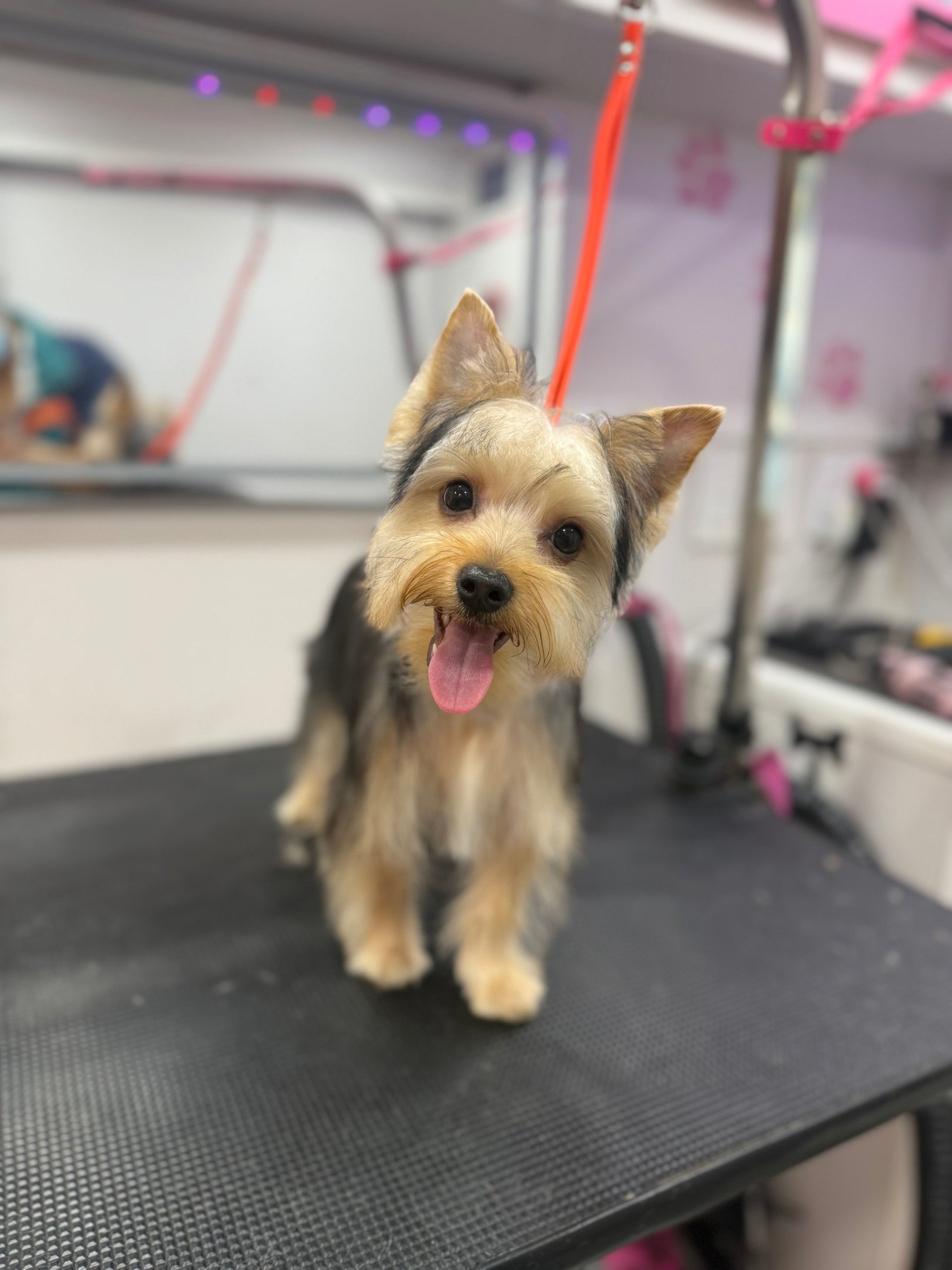 long-coated white and brown dog