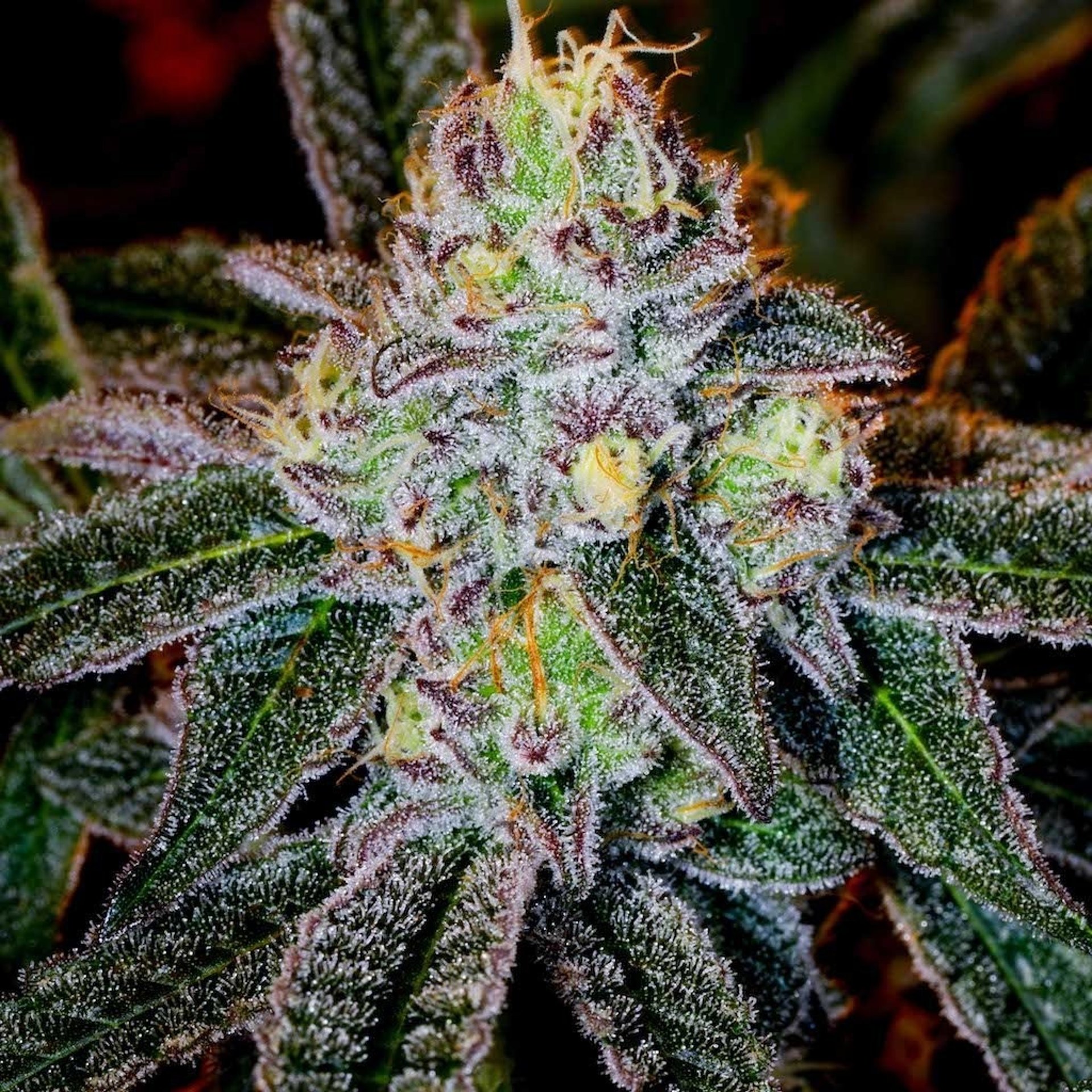 Ice Cream Cake cannabis flower indica dominant dessert flavor creamy profile premium buds Green Chill Life Thailand
