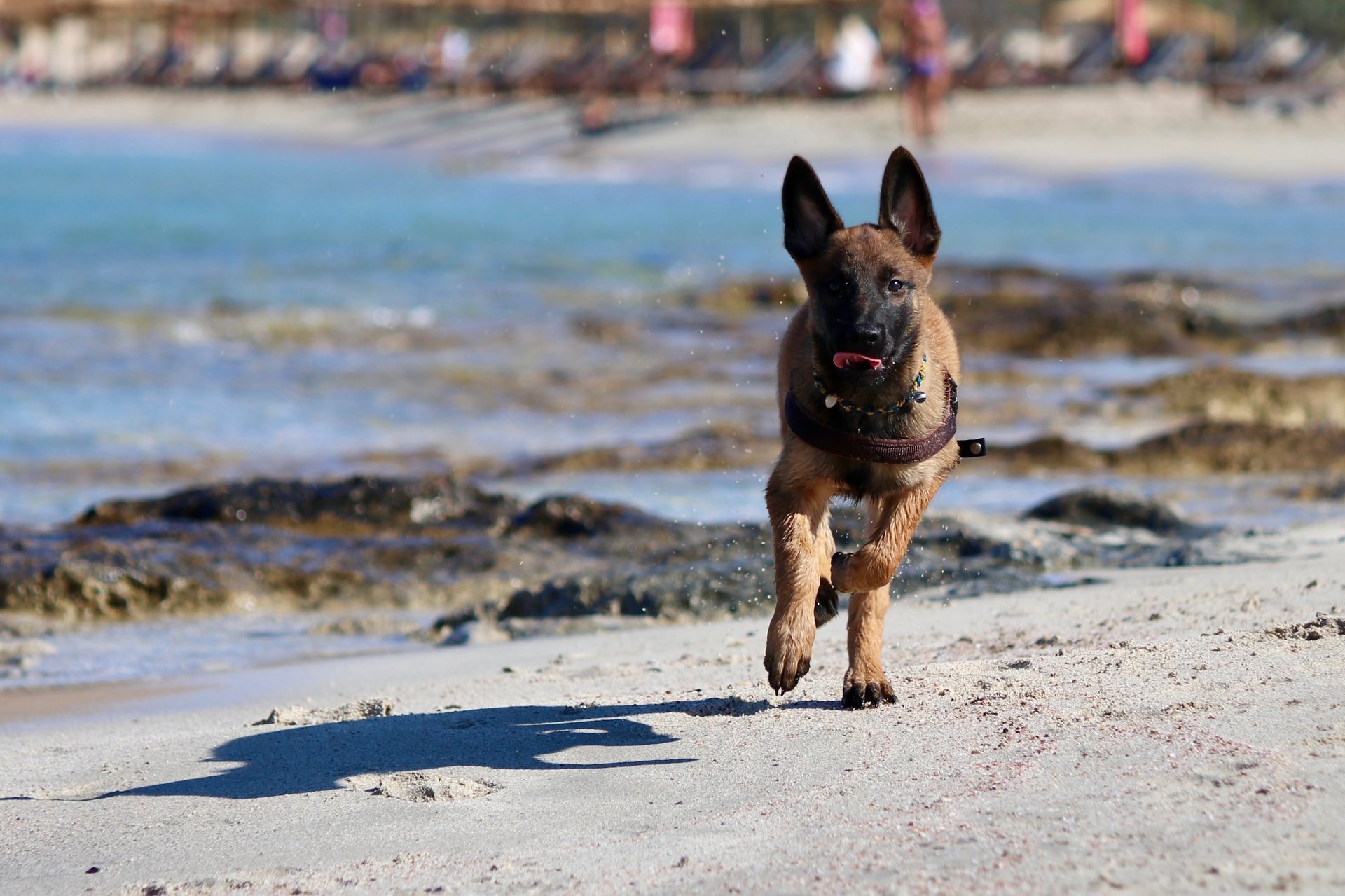 black and white bed linen