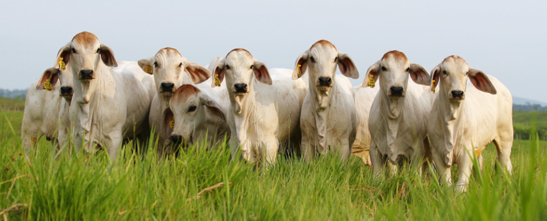Large tree with log seats and outdoor tables