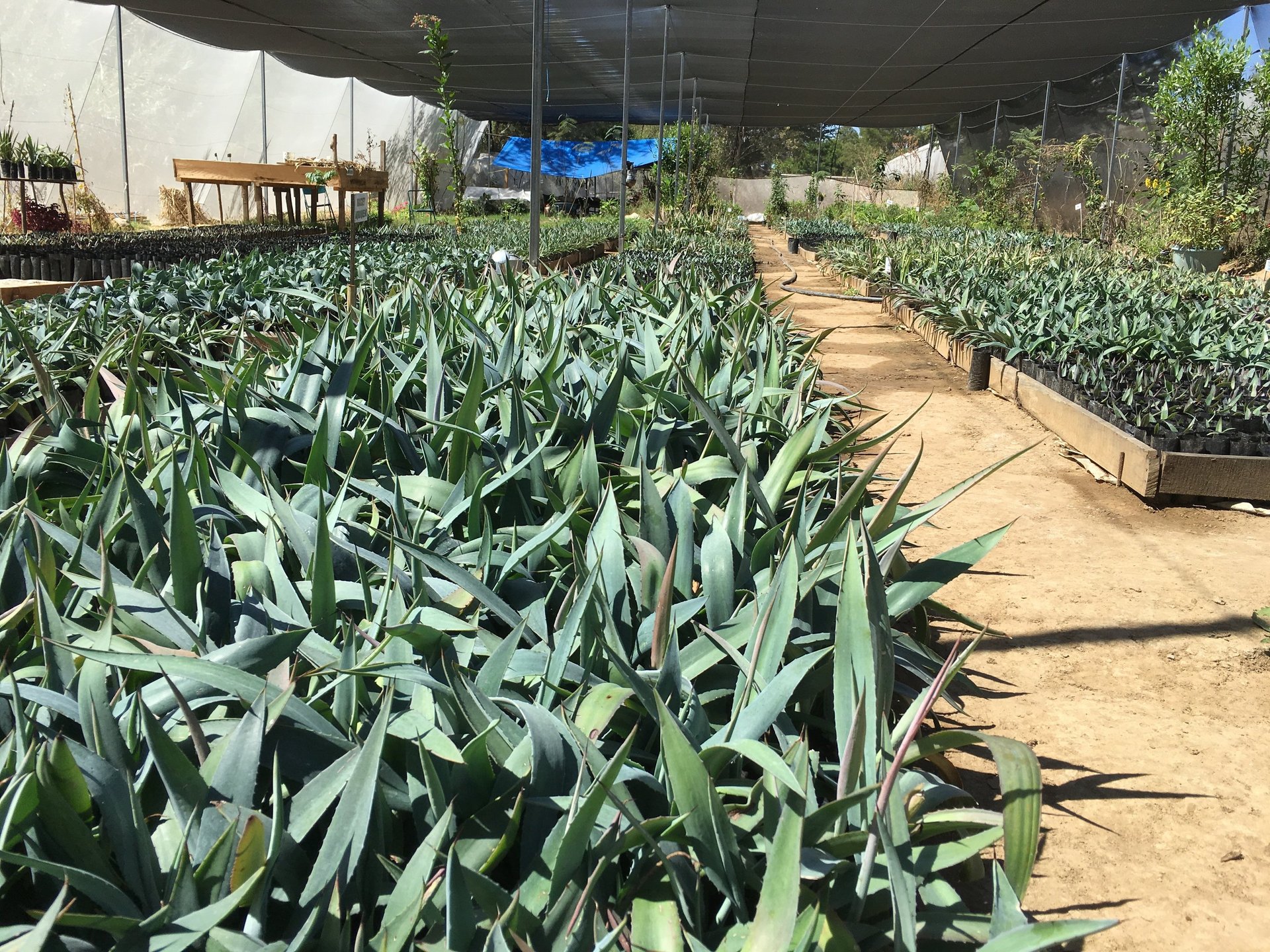 woman wearing yellow long-sleeved dress under white clouds and blue sky during daytime