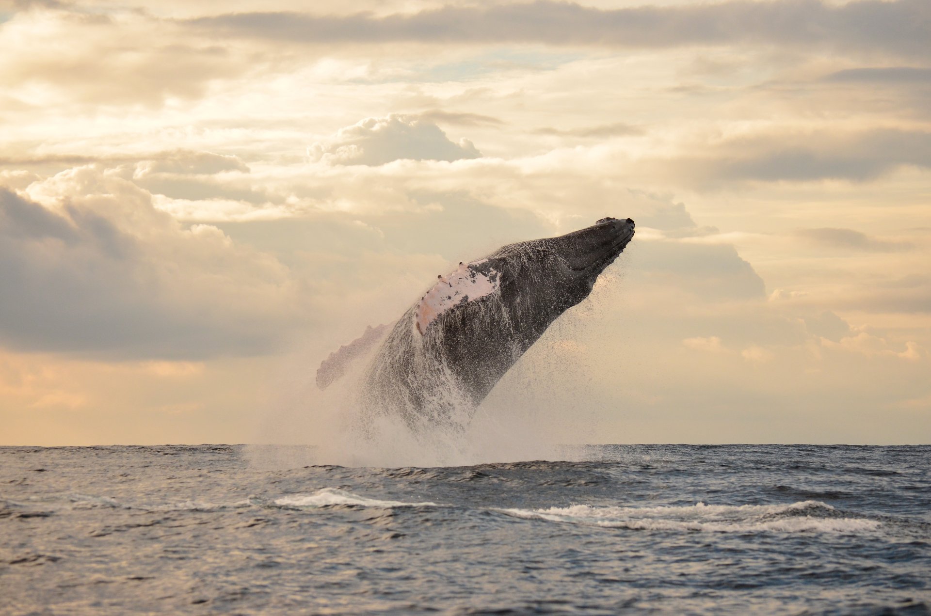 a close up of a black and brown abstract painting