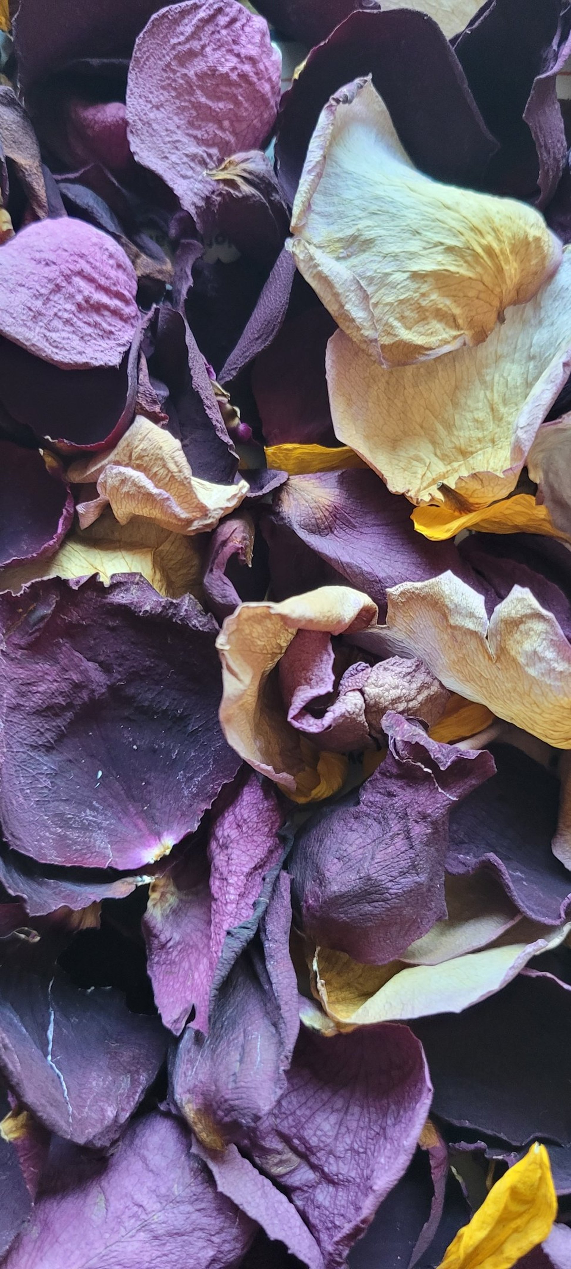 woman holding dried flower