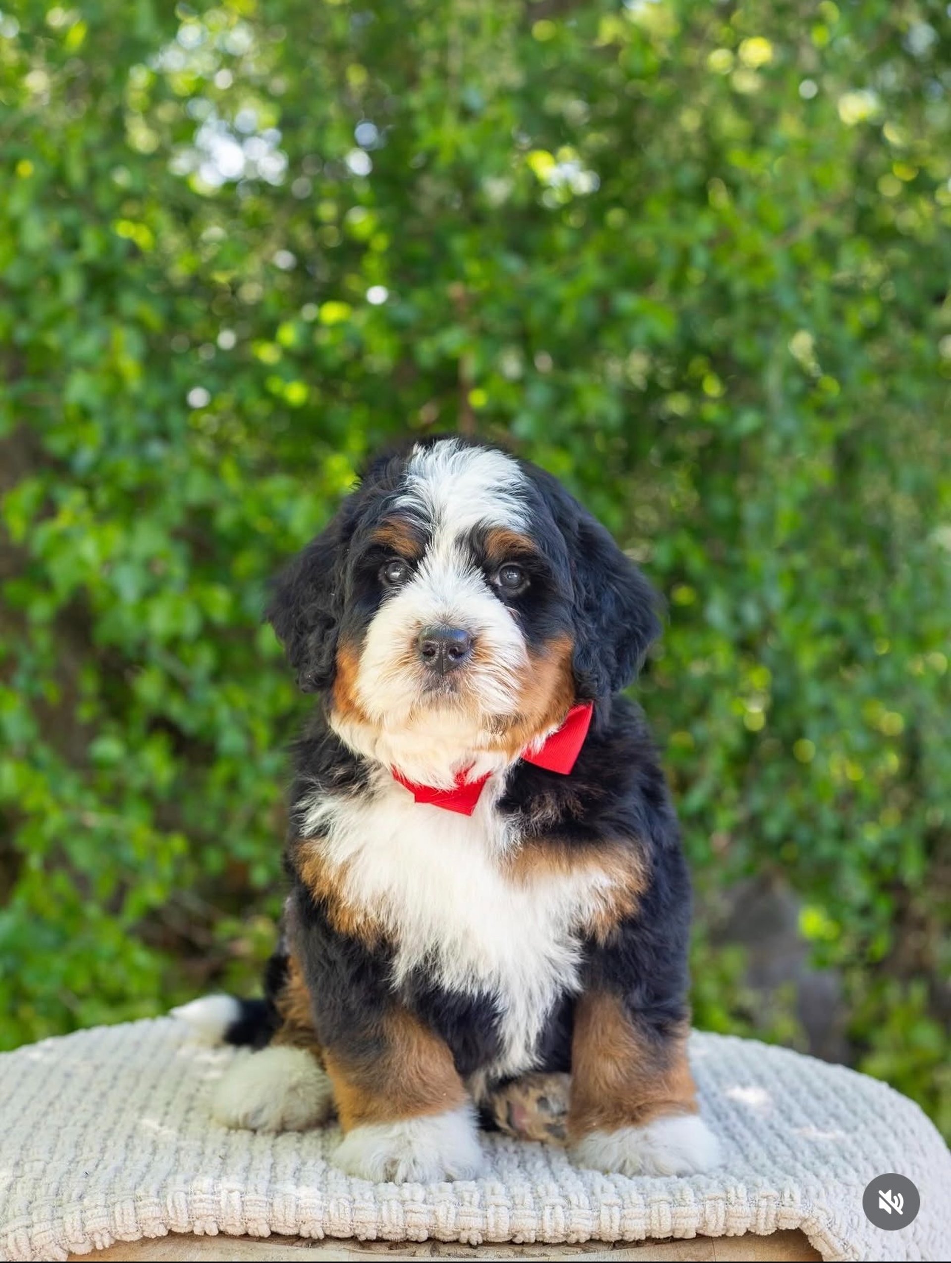 gray computer monitor