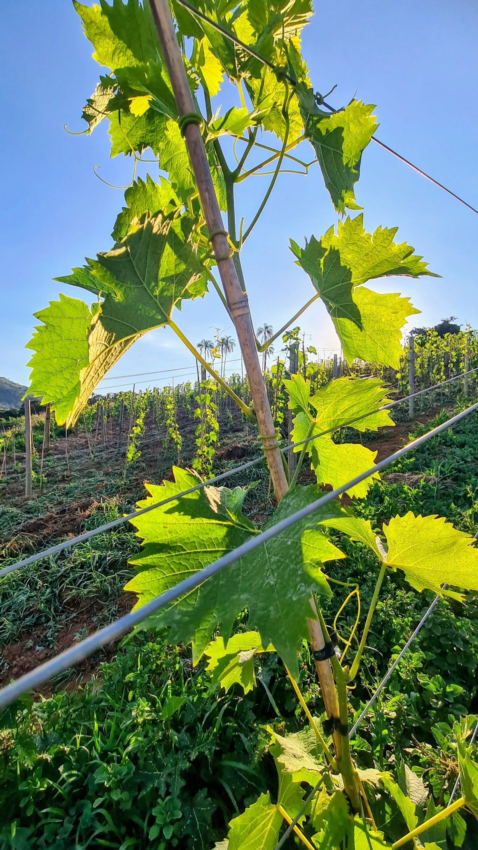 black and brown leather padded tub sofa