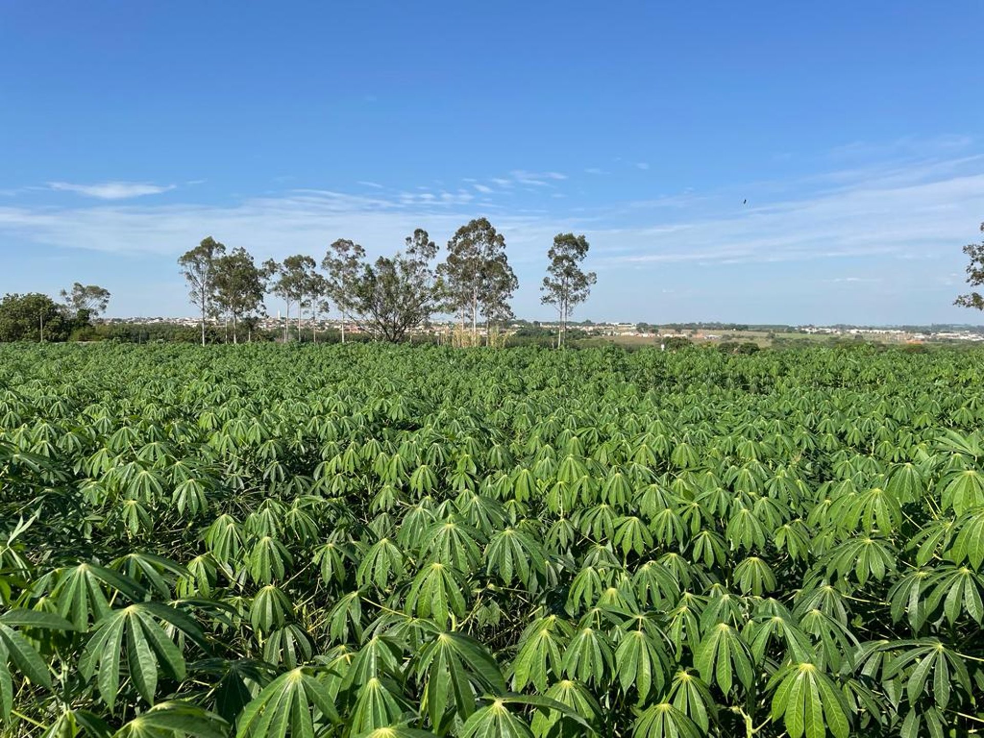 black and brown leather padded tub sofa
