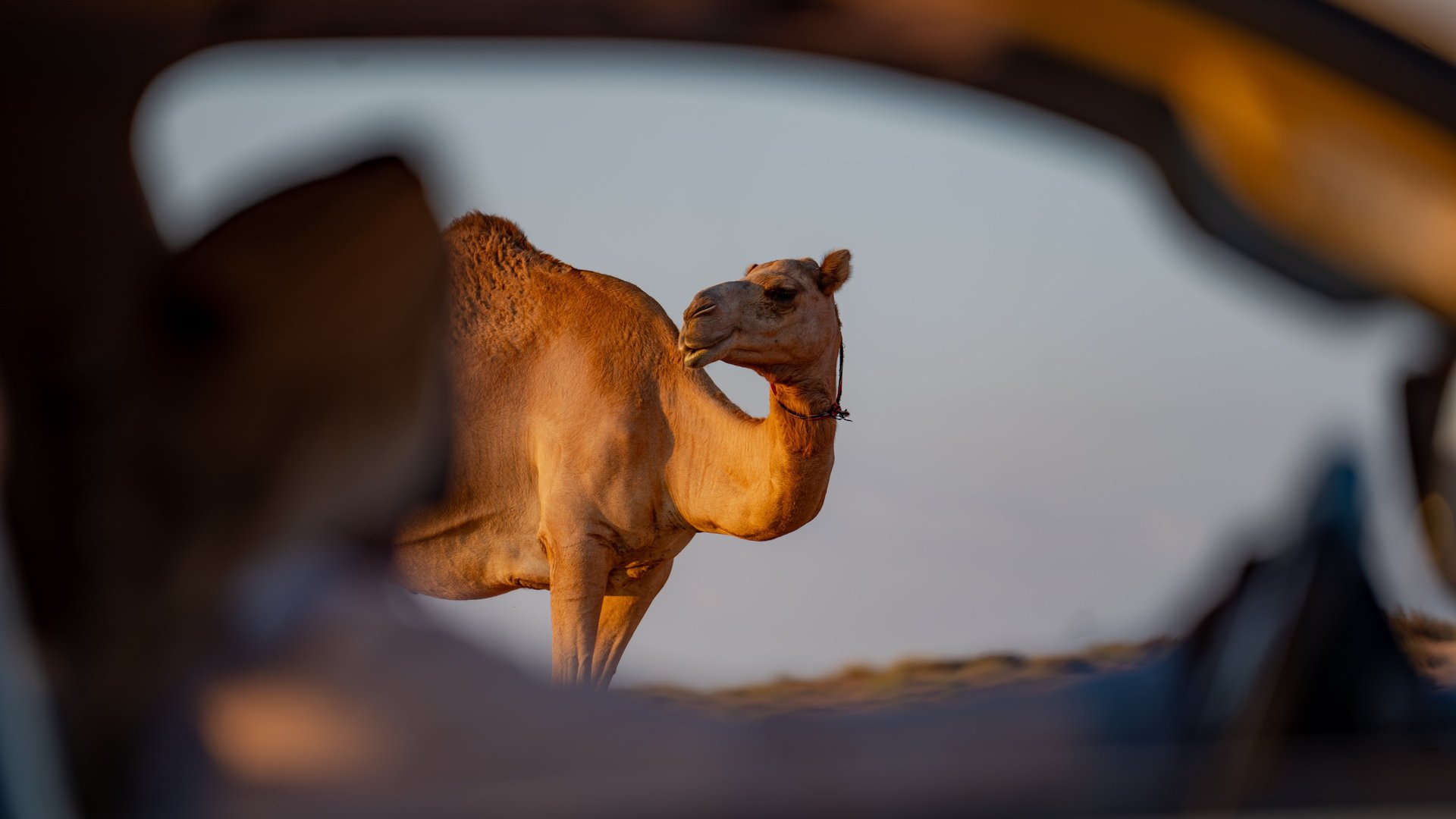 Two vehicles driving on sand dunes