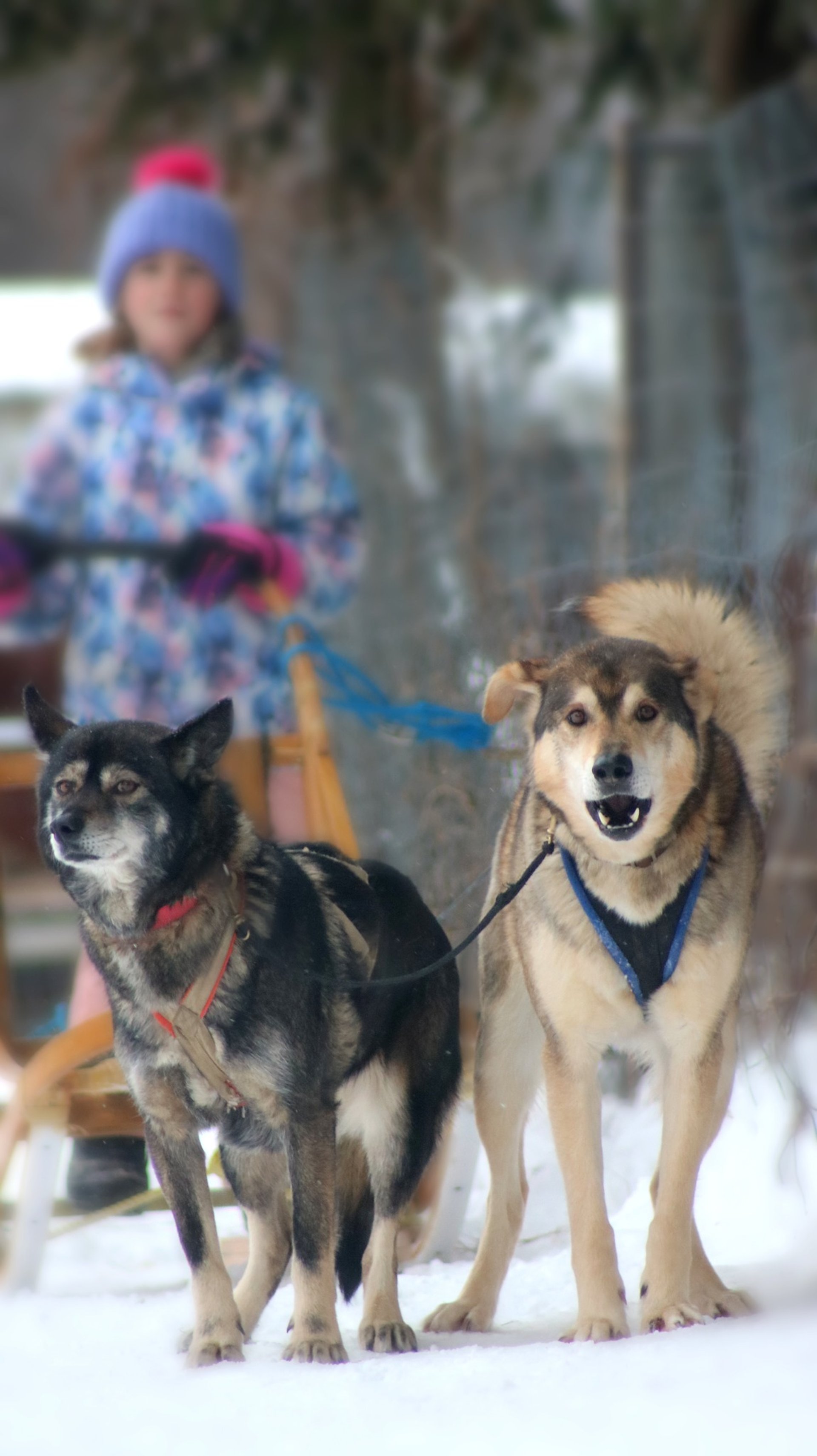 black blue and yellow textile