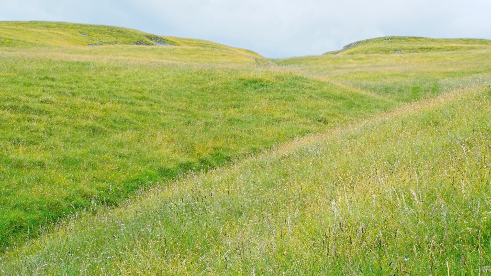 Meadow with gulley crossing in Yorkshire Dales