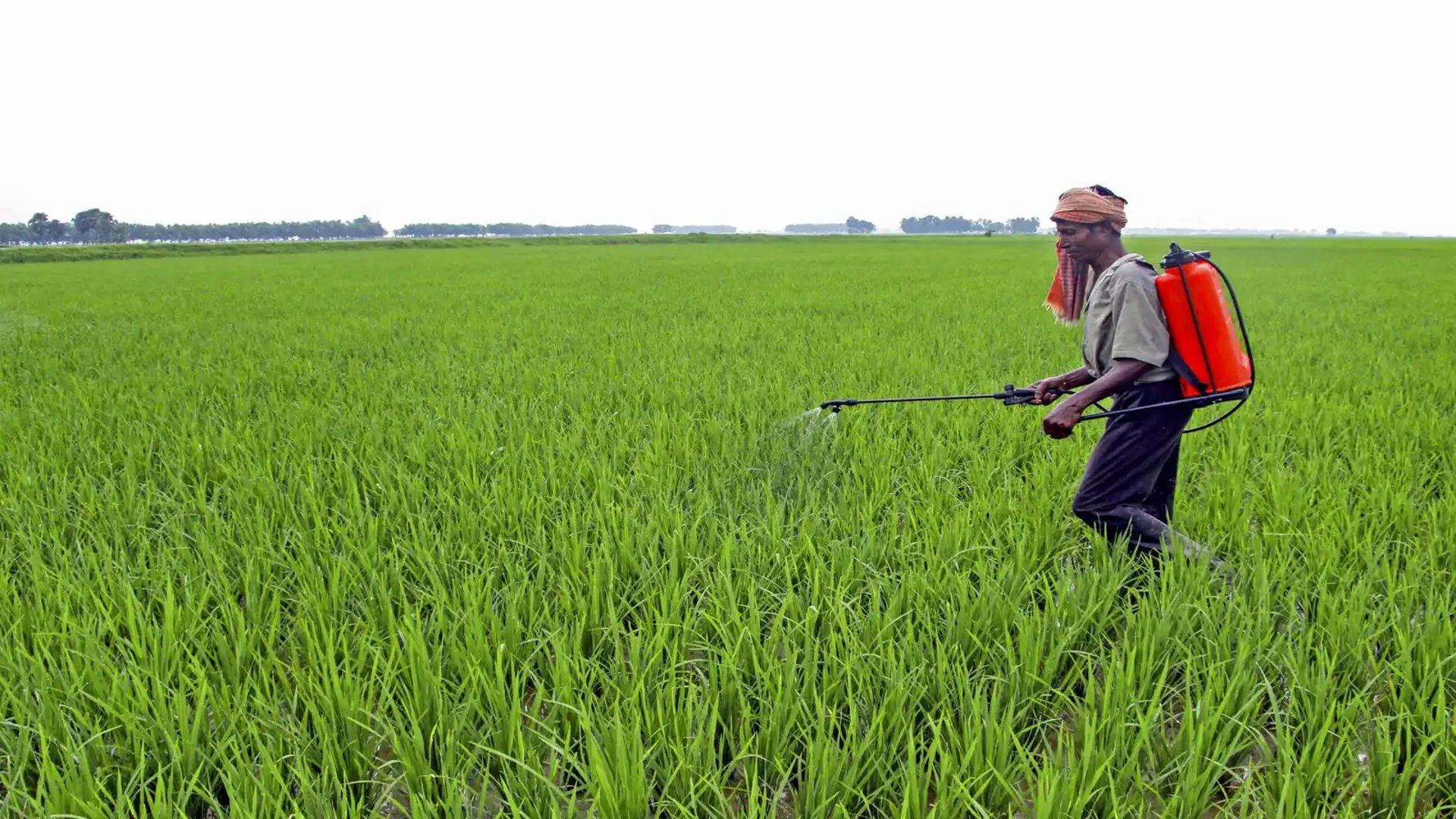 Bowls of assorted dried beans and legumes.