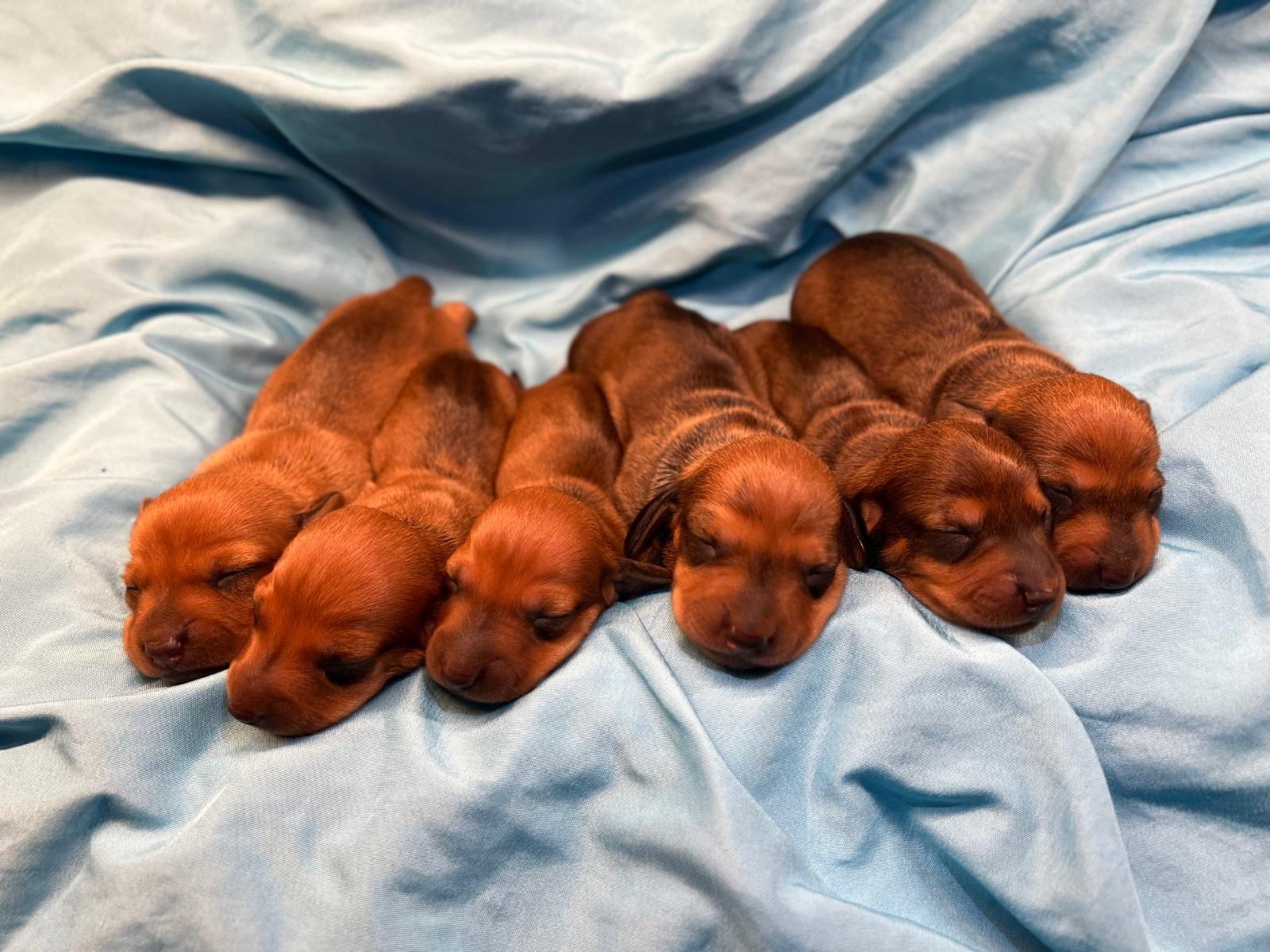 A brown dog sitting on top of a tiled floor