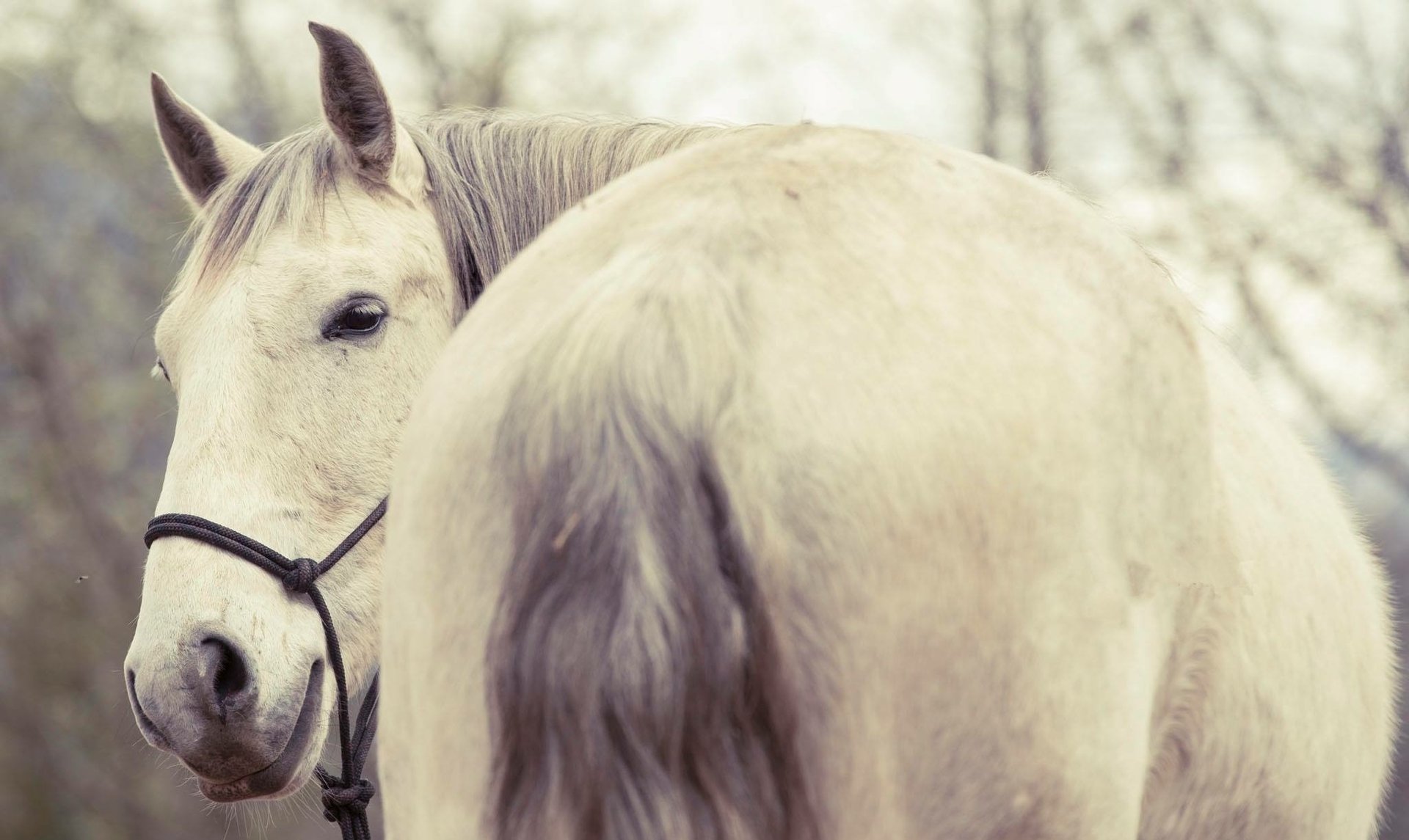 Two horses grazing in dense fog