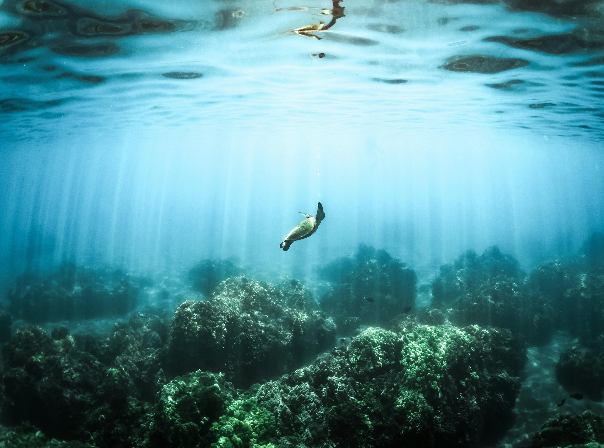 brown and black turtle in water
