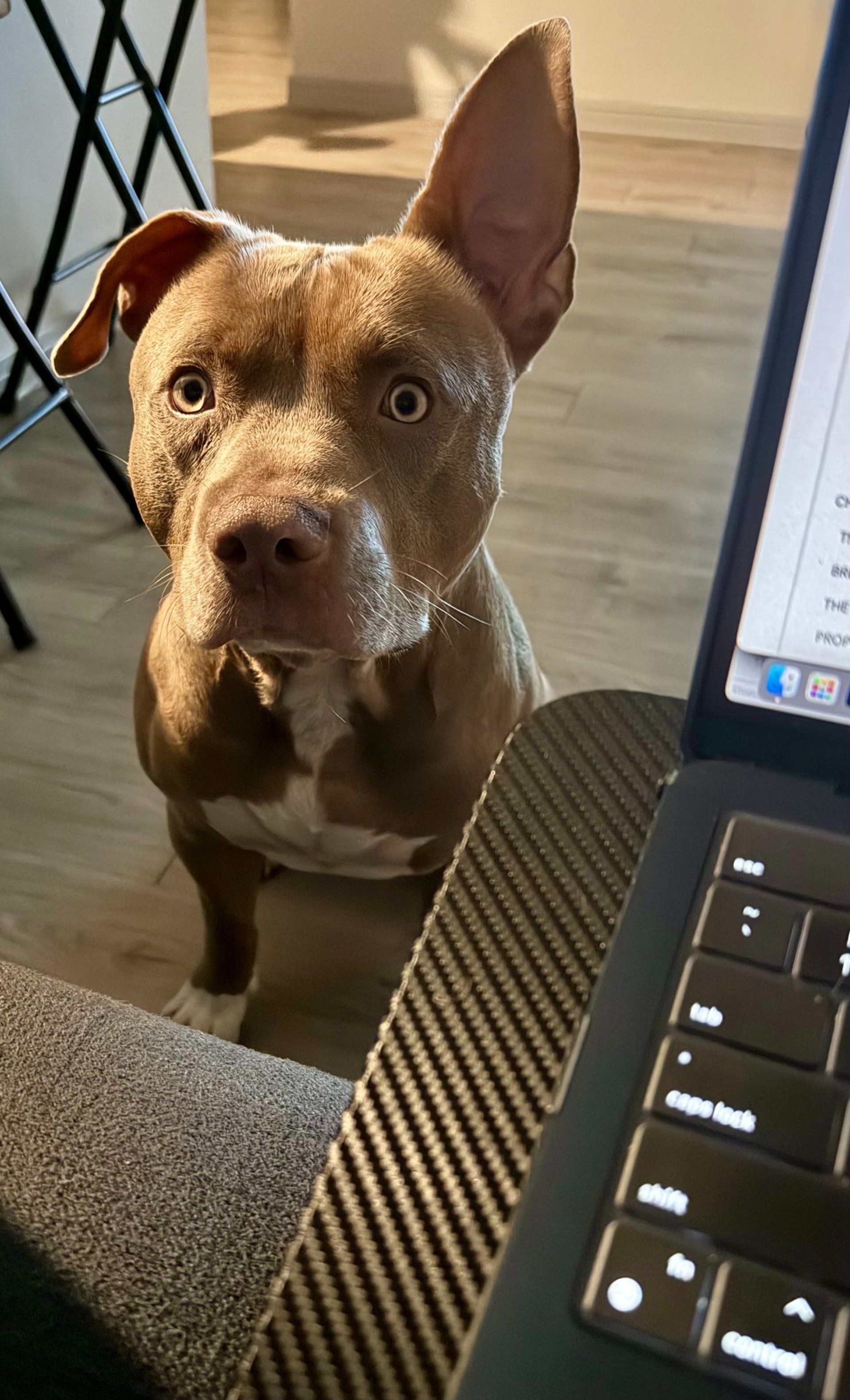 gray computer monitor