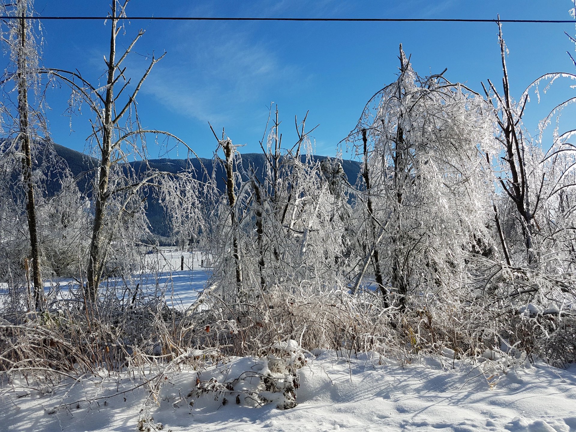 Low brush and deciduous trees covered in snow and ice