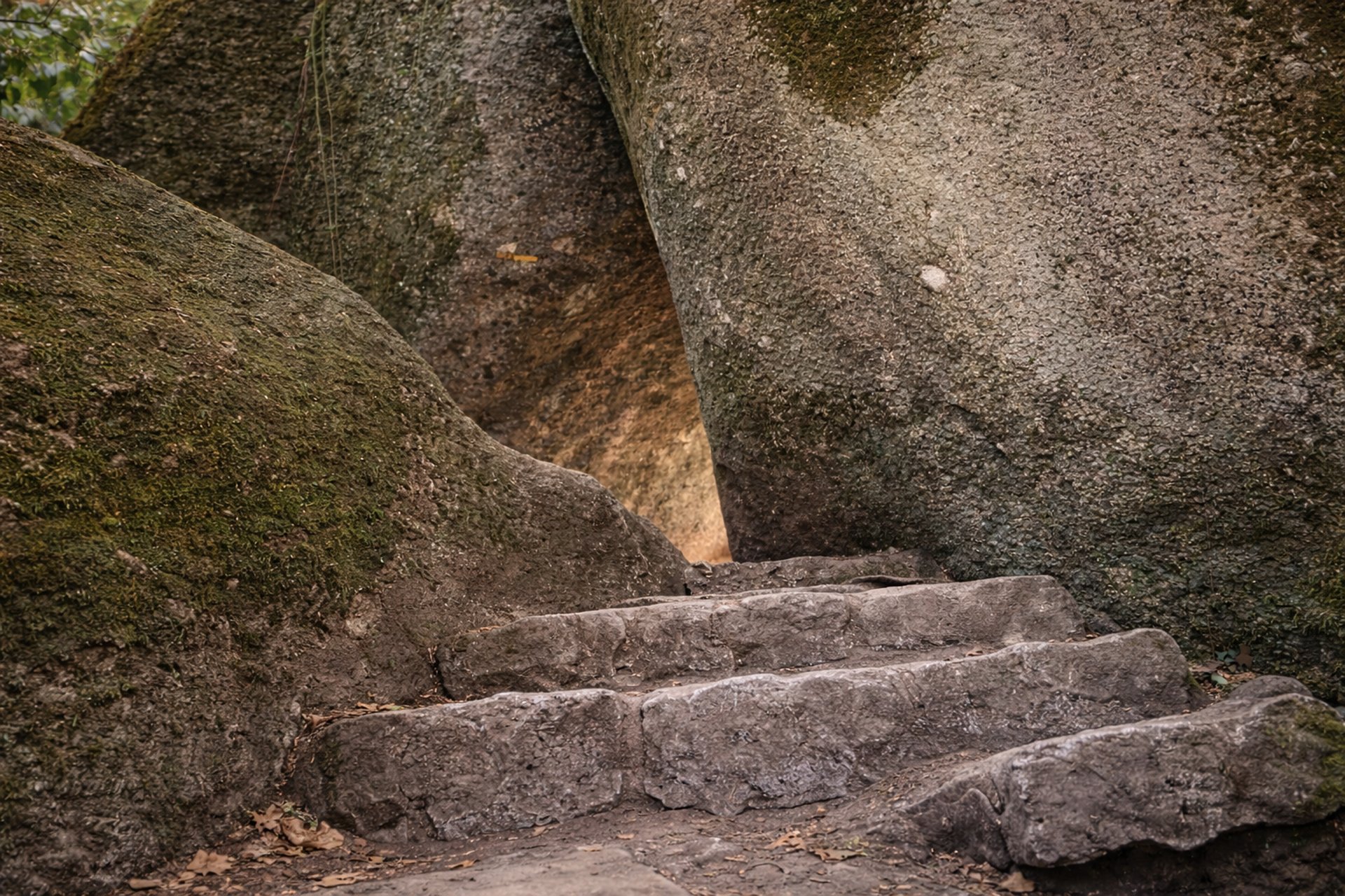 Ruhiger Waldraum mit Licht zwischen den Bäumen