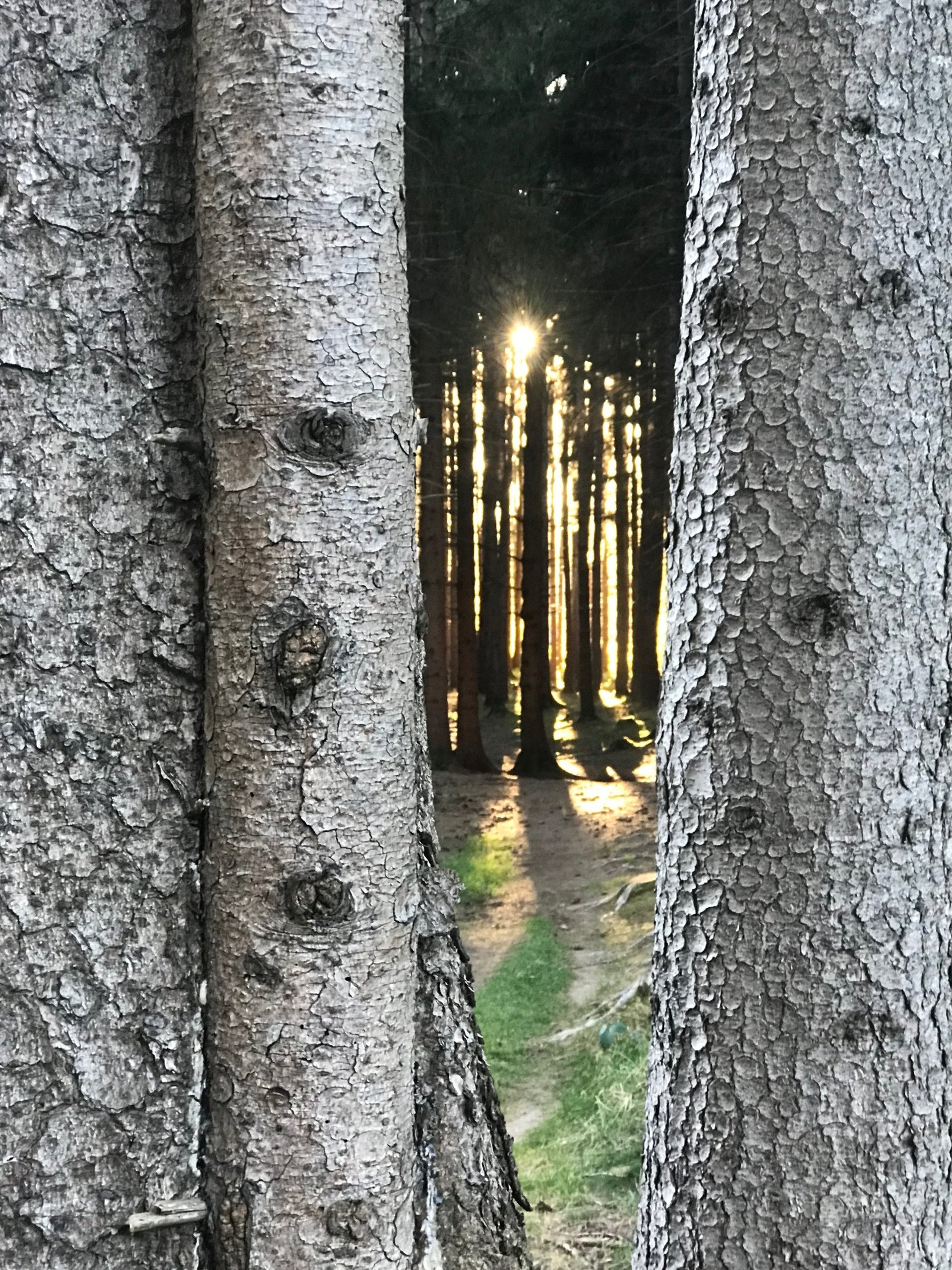 Ruhiger Waldraum mit Licht zwischen den Bäumen