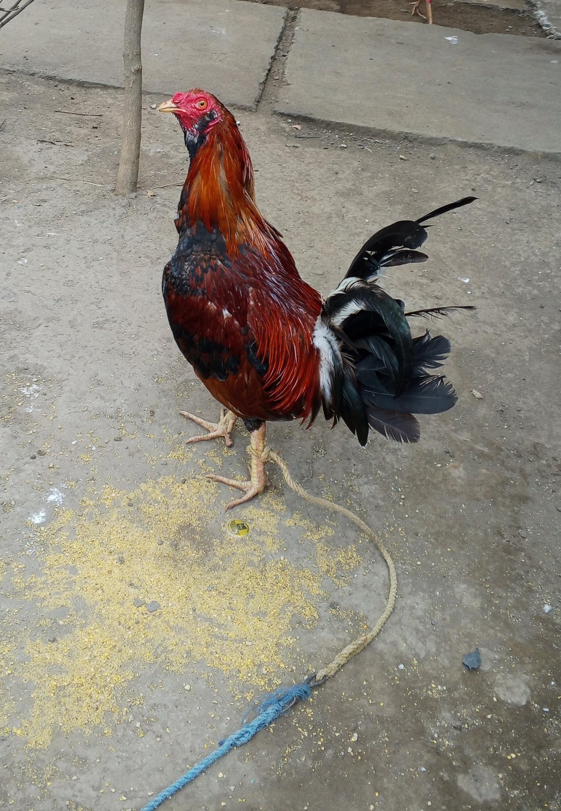 gray computer monitor