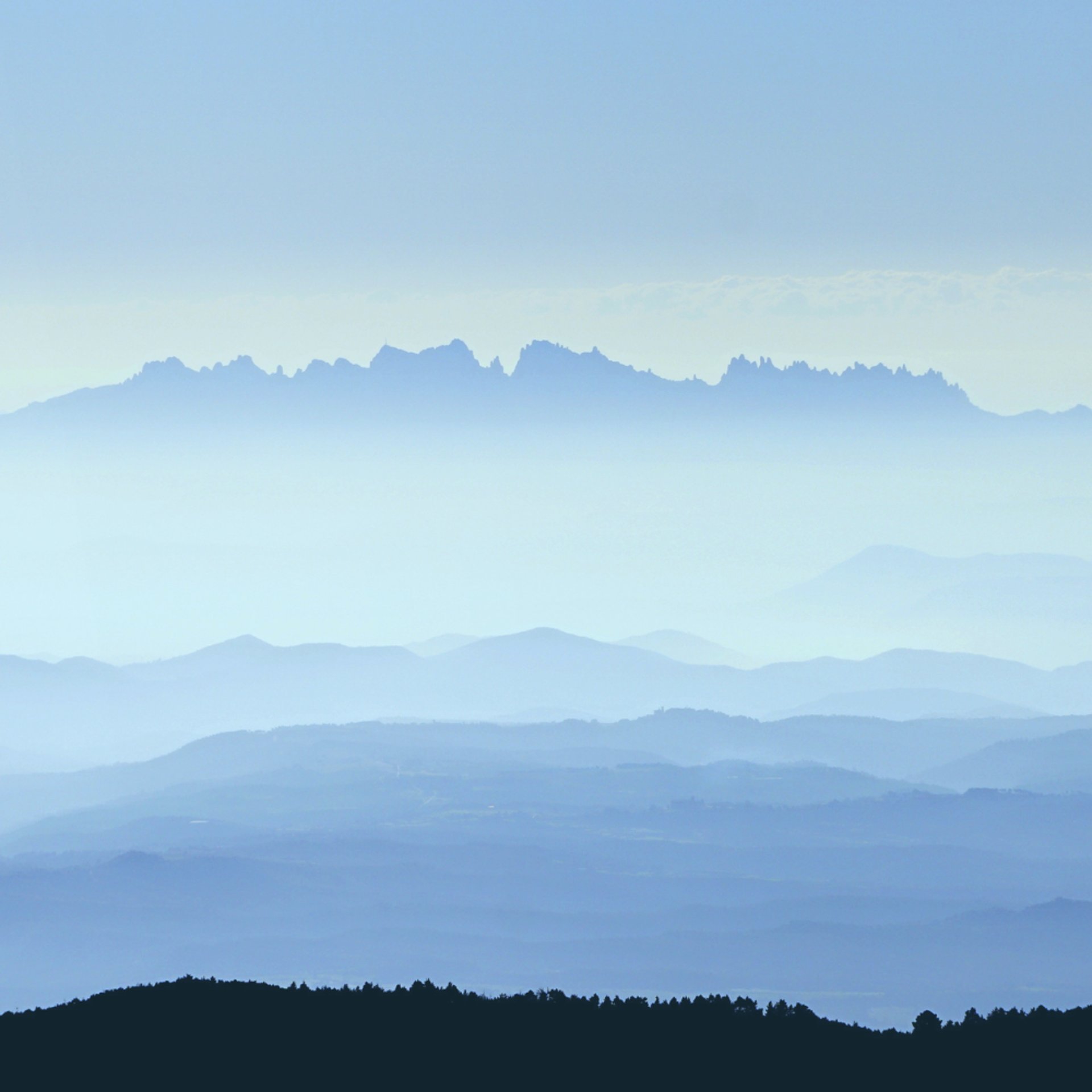 common blue butterfly perched on green grass in close up photography during daytime