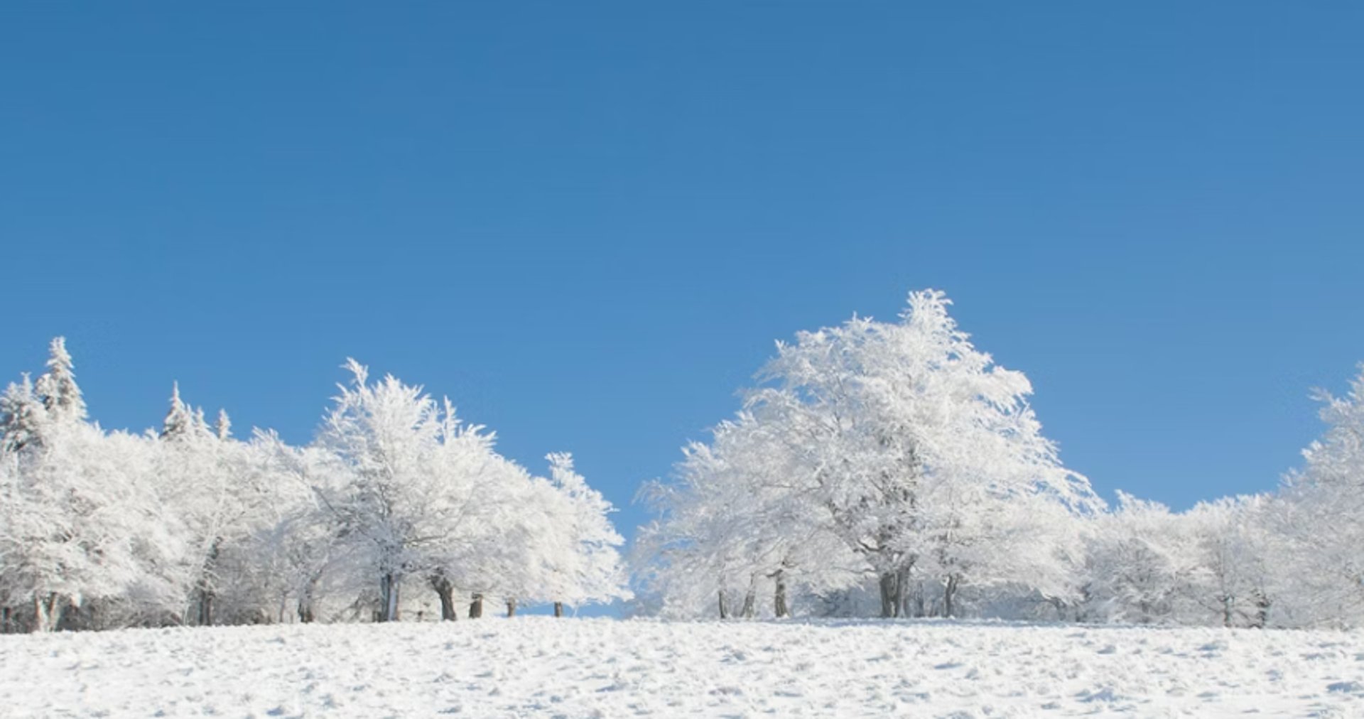 a snow covered field with trees in the background