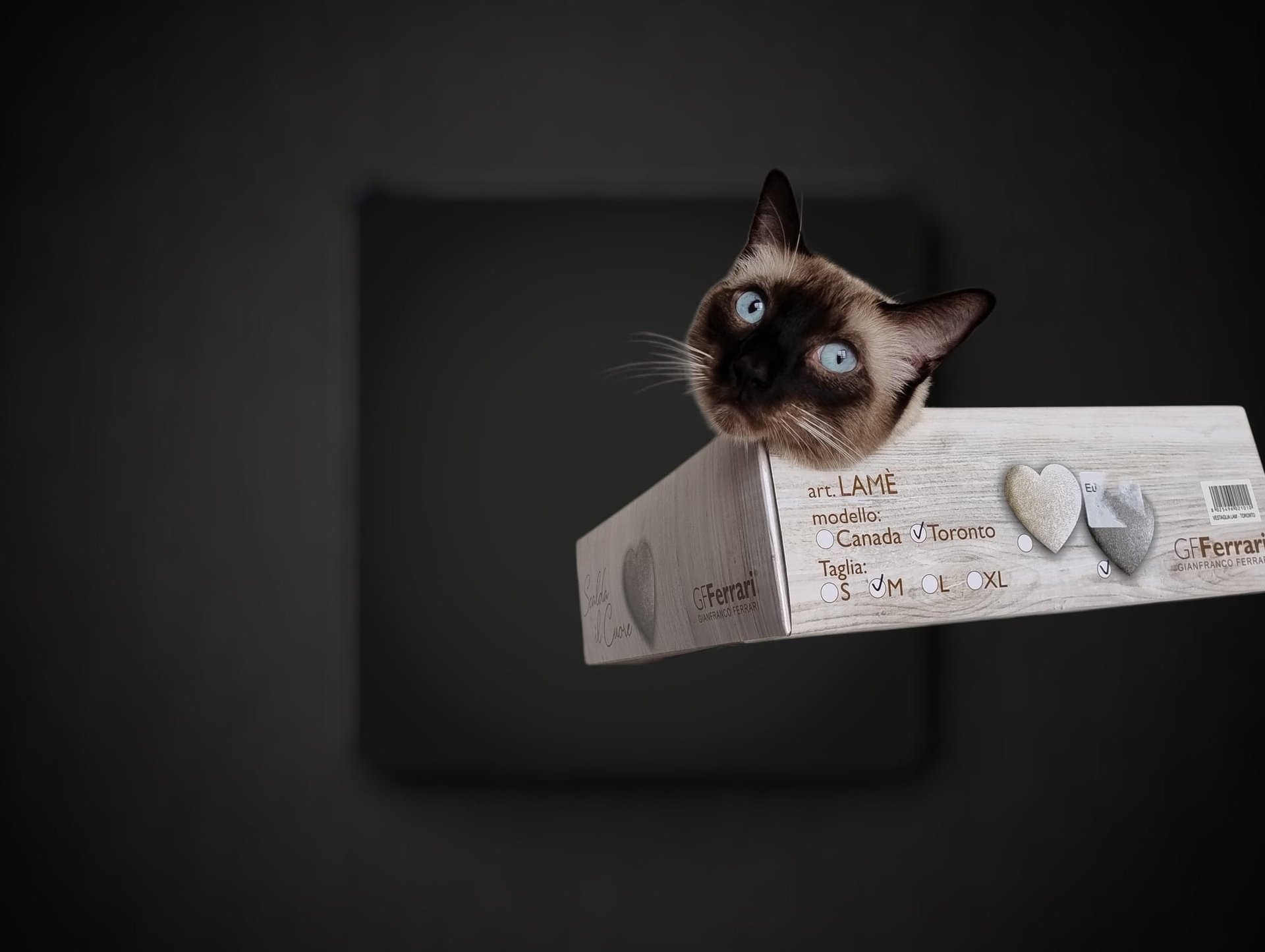 black long coated dog with black background