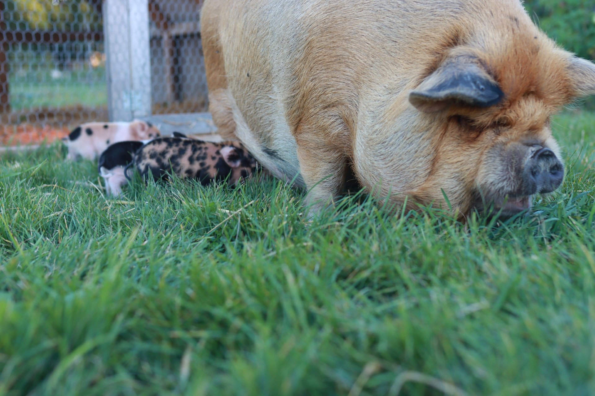 black and brown leather padded tub sofa