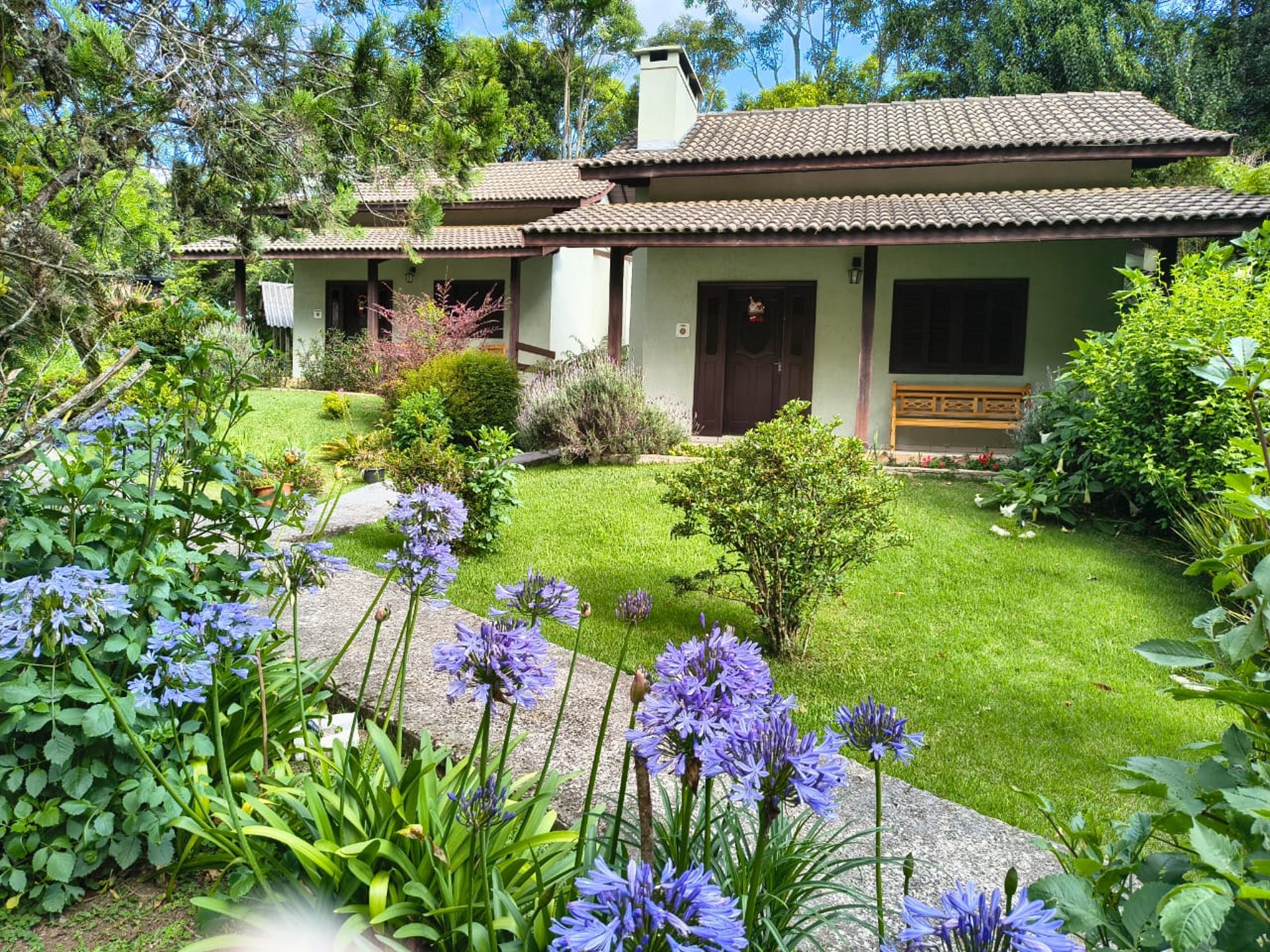 a tall tree with lots of green leaves