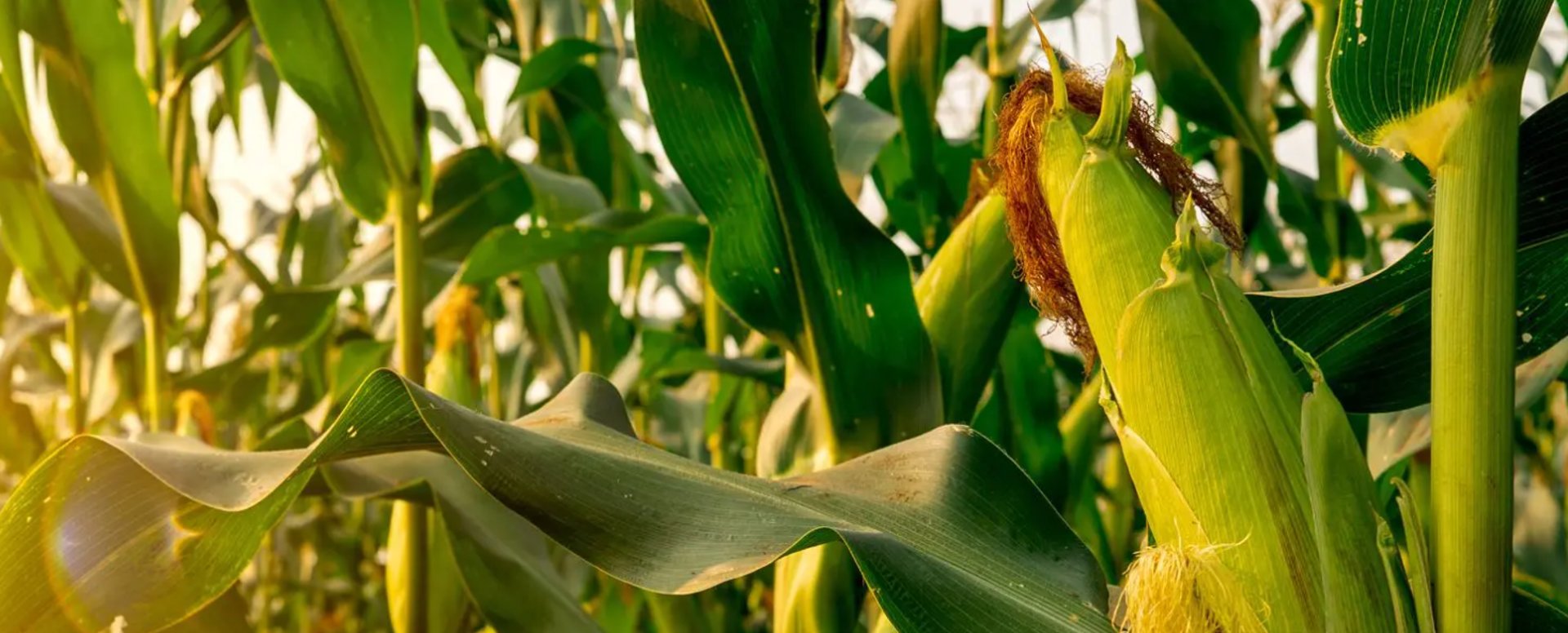 gray computer monitor