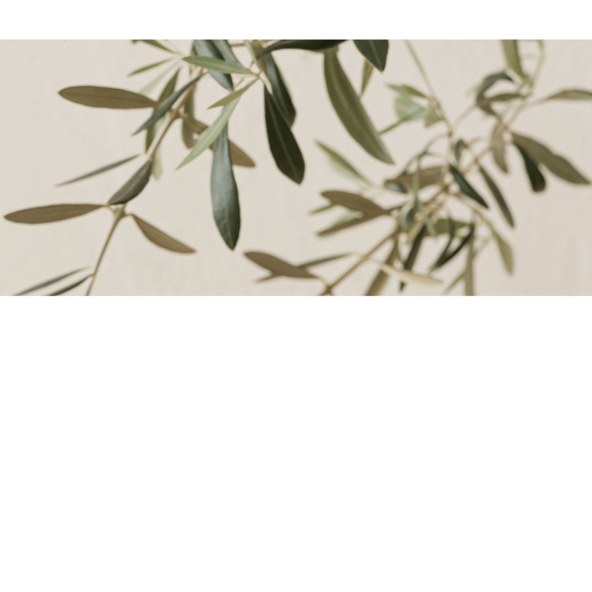 green leaf plant closeup photography