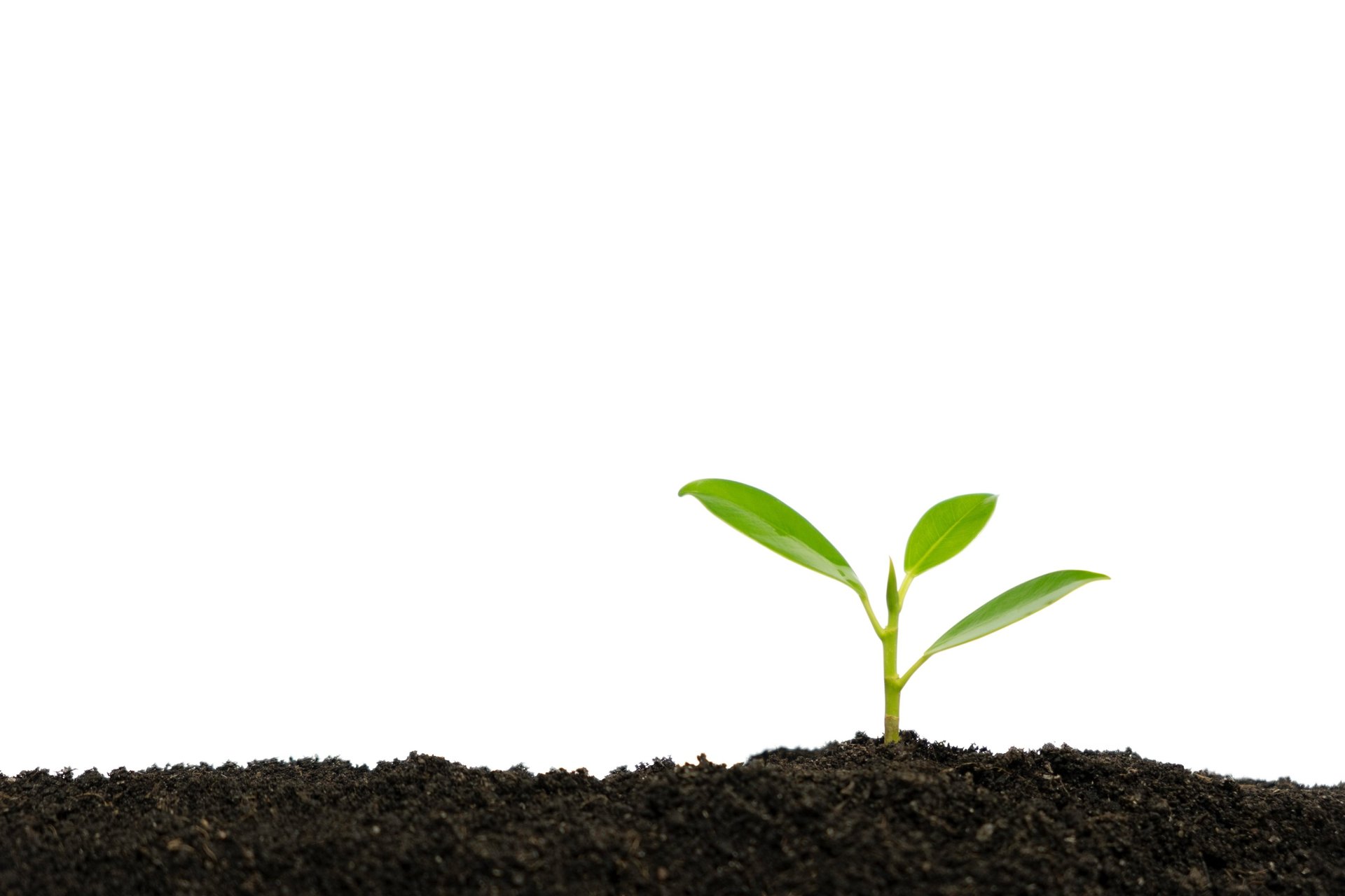a white wall with a plant growing out of it