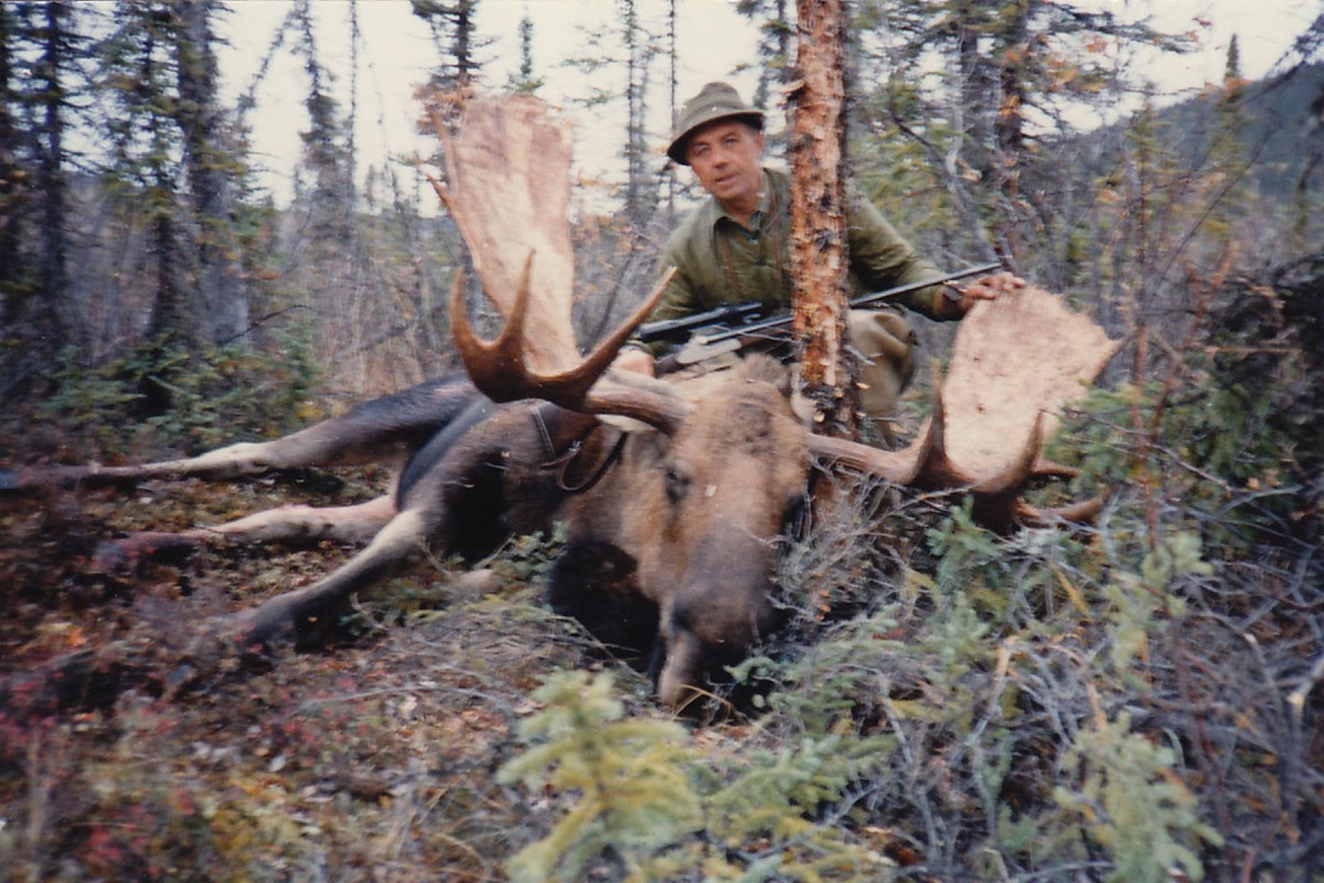 Successful moose hunting harvest in the thick Alaskan brush.