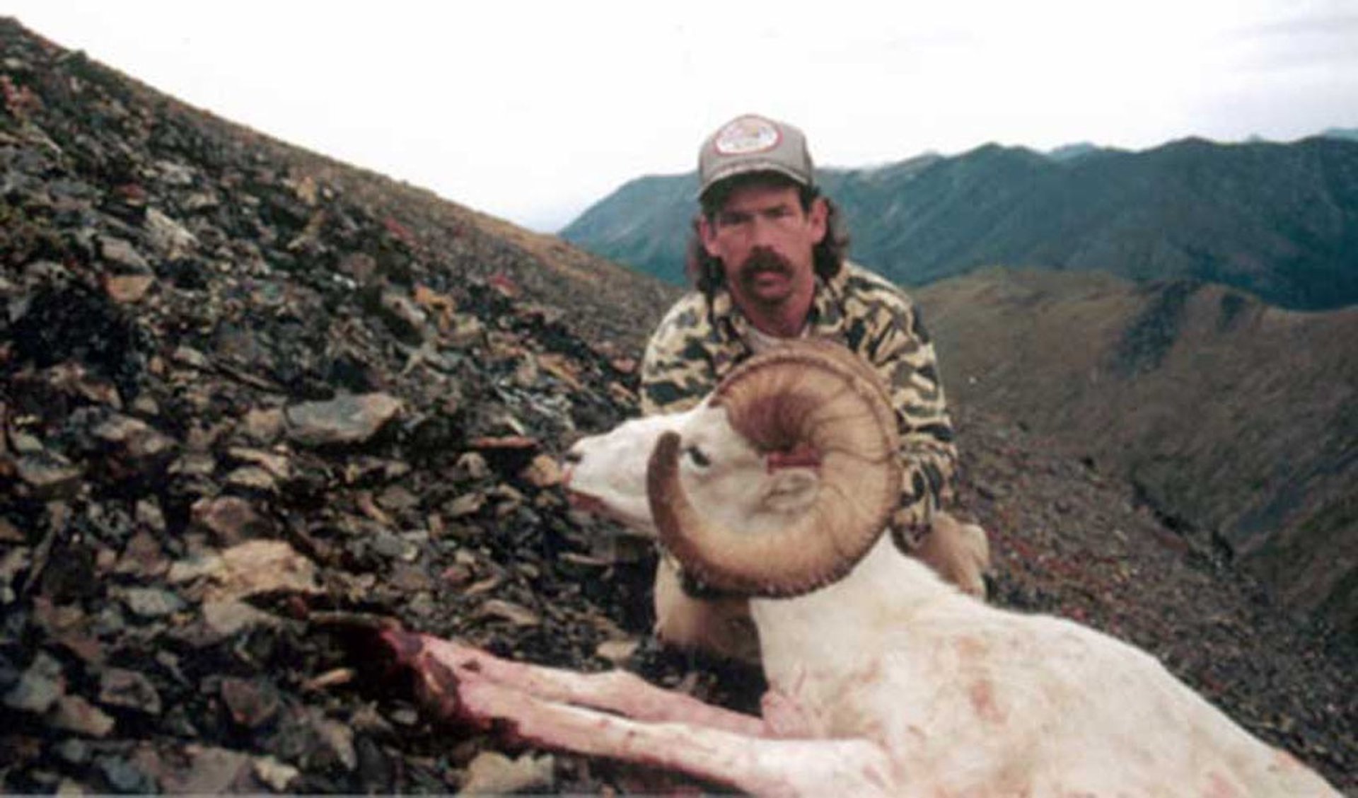 Guided Dall Sheep hunt success in the remote mountain ranges of Alaska.