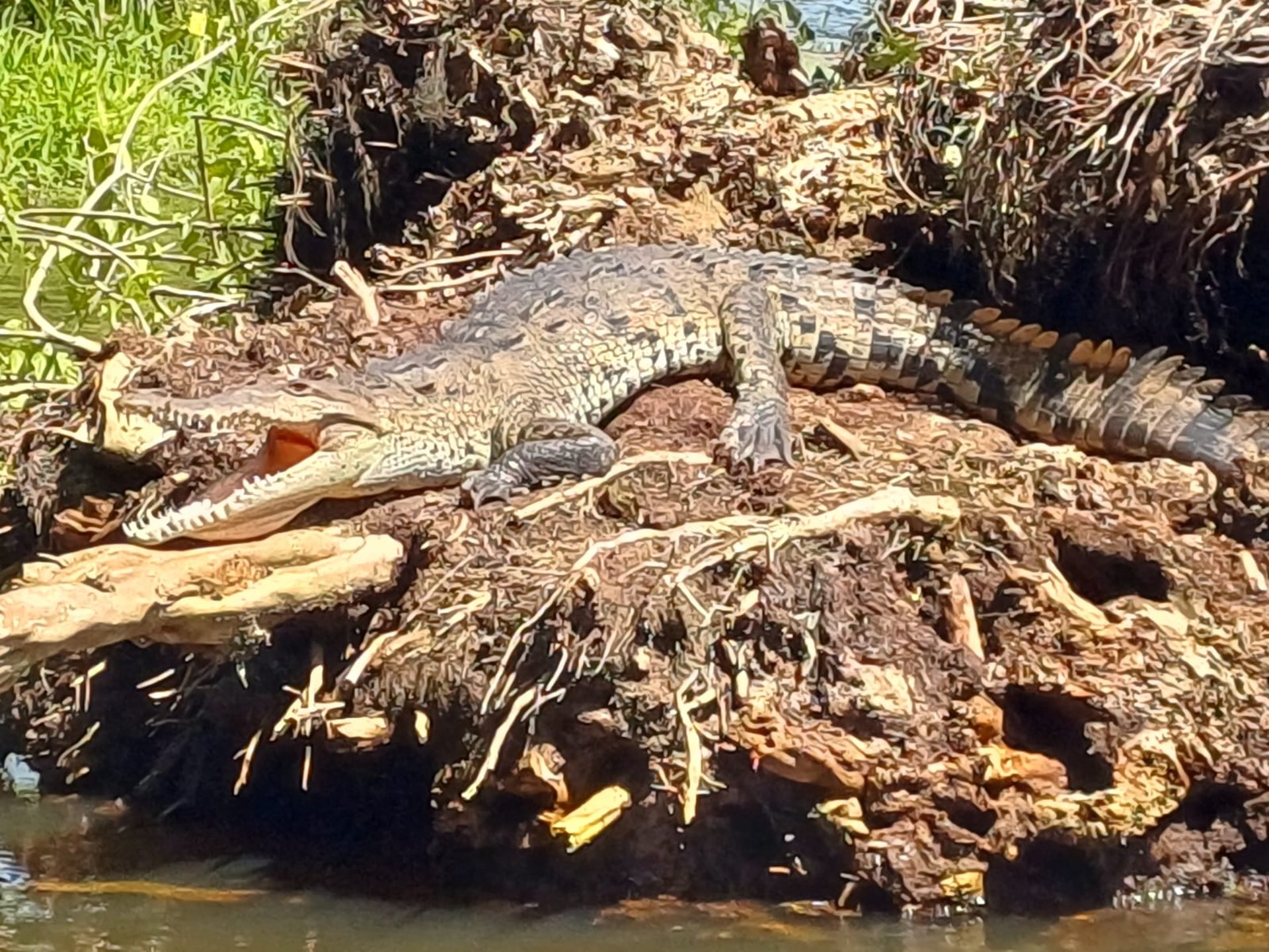 black and white bed linen