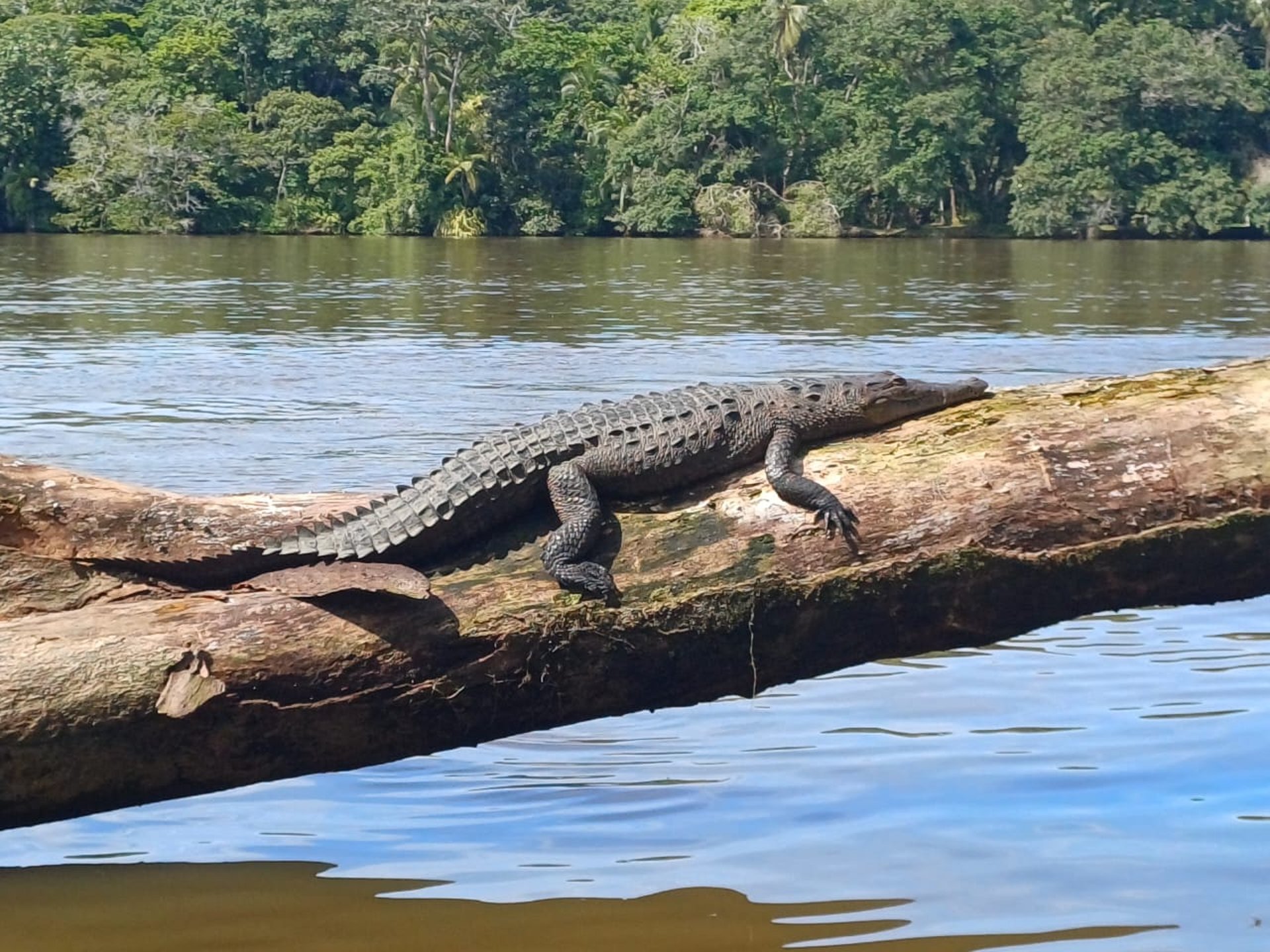 gray computer monitor