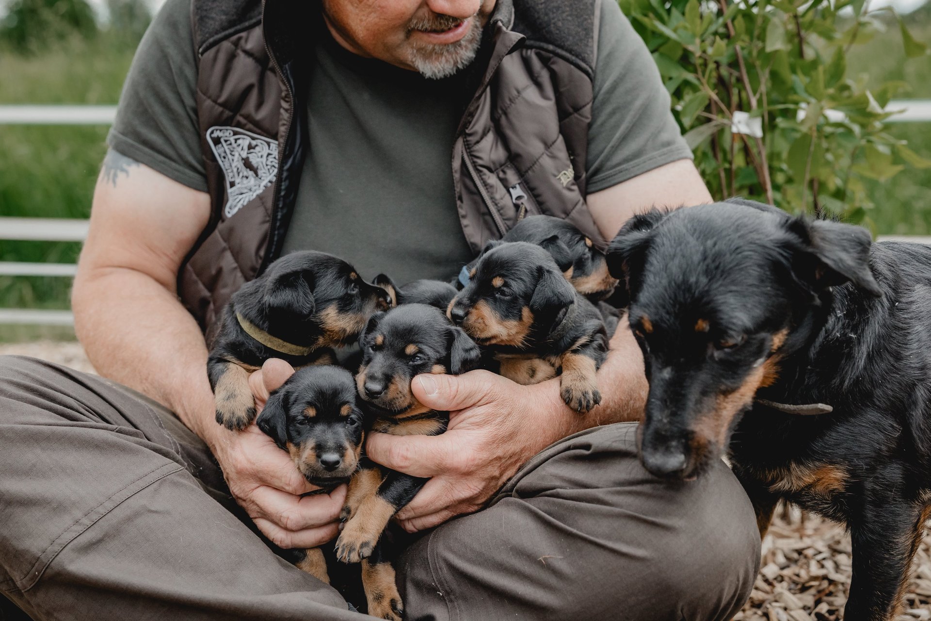 Jagdterrier im Revier Niedersachsen