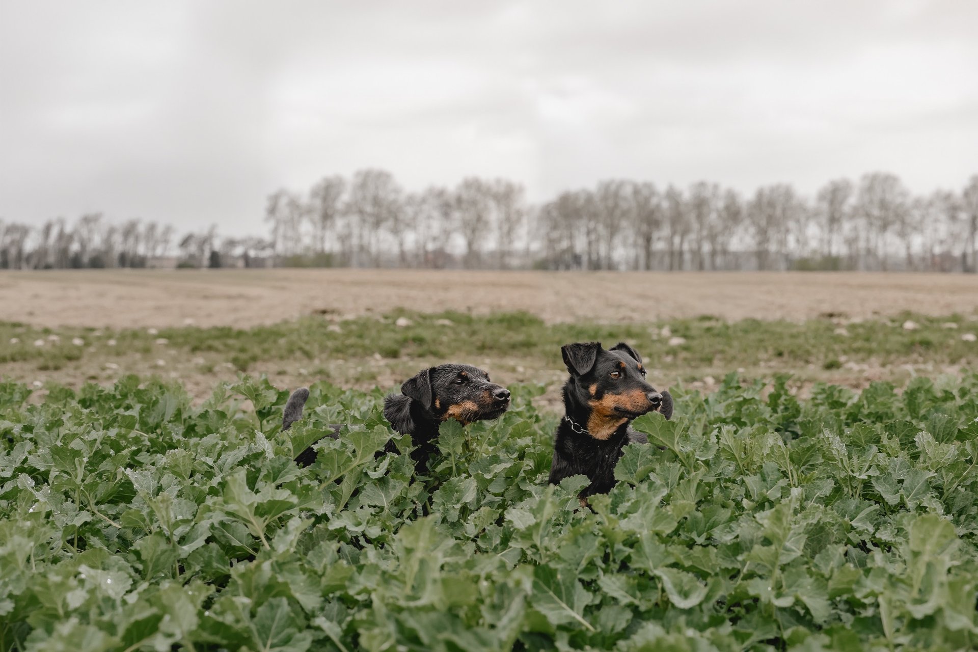 Jagdterrier im Revier Niedersachsen