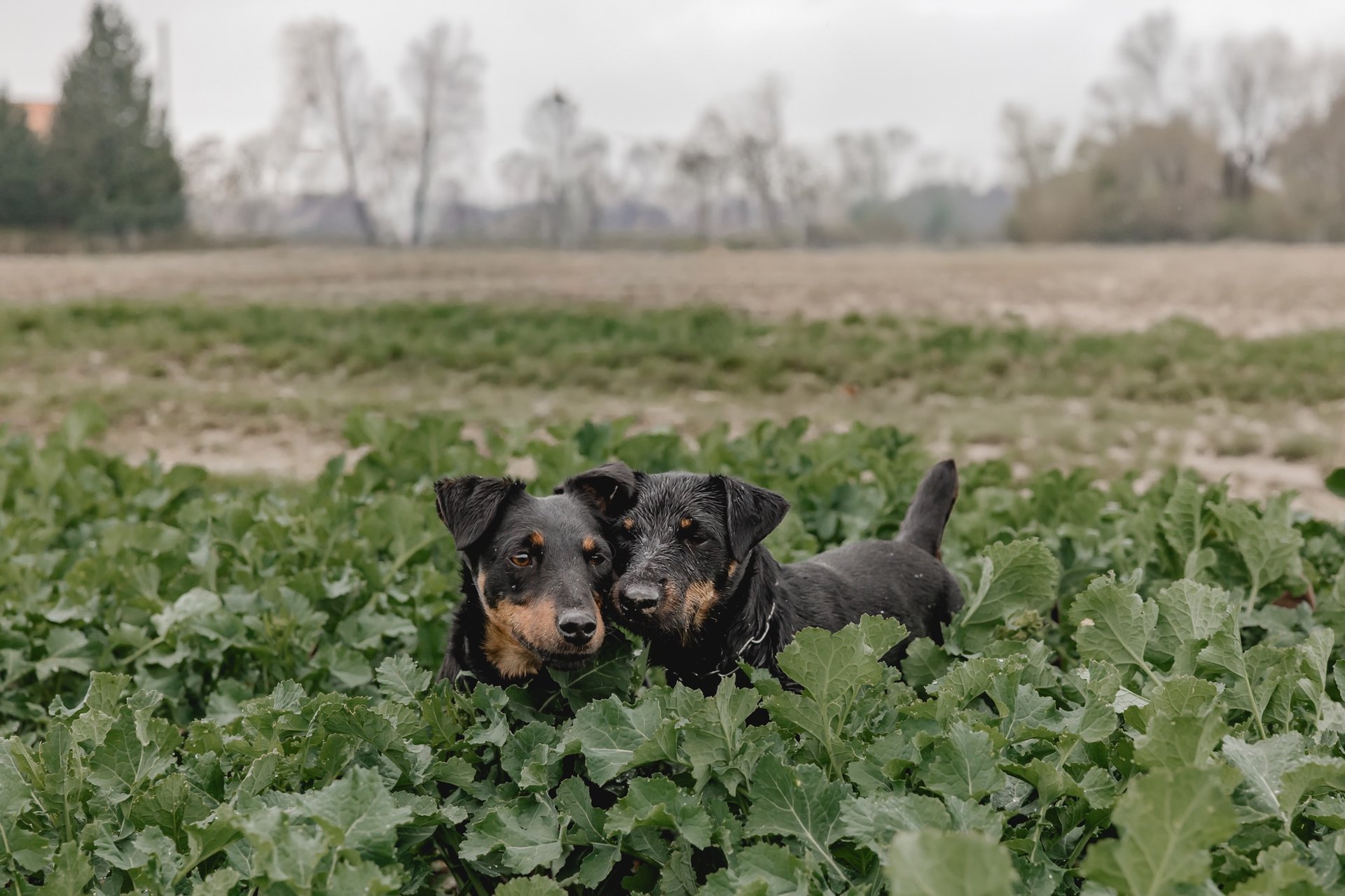 Stöberhund bei Drückjagd
