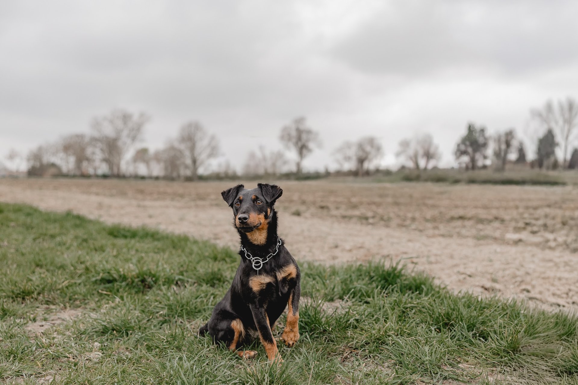 Jagdterrier im Revier Niedersachsen